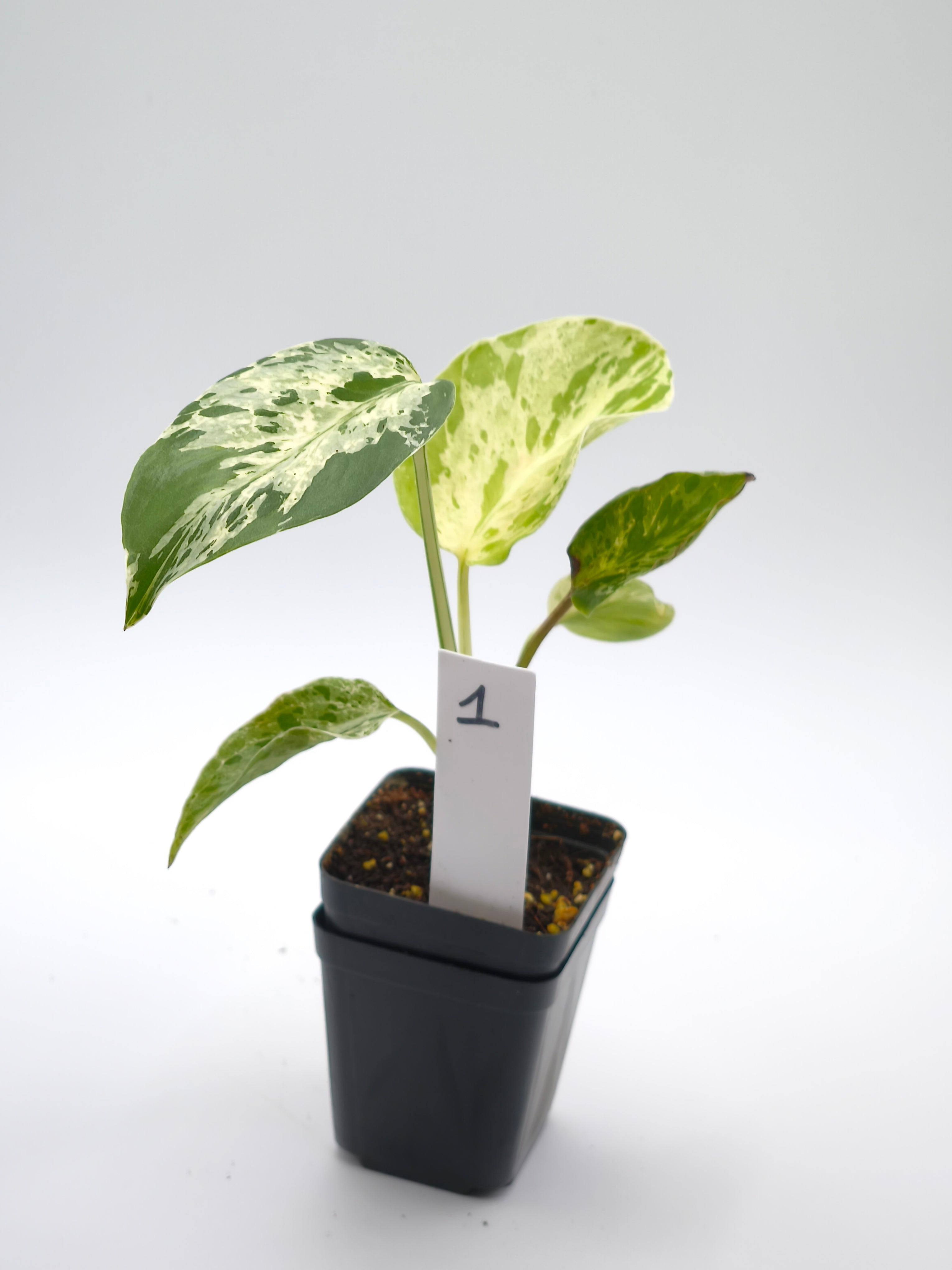 Monstera Bulbasaur
