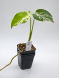 Monstera Bulbasaur