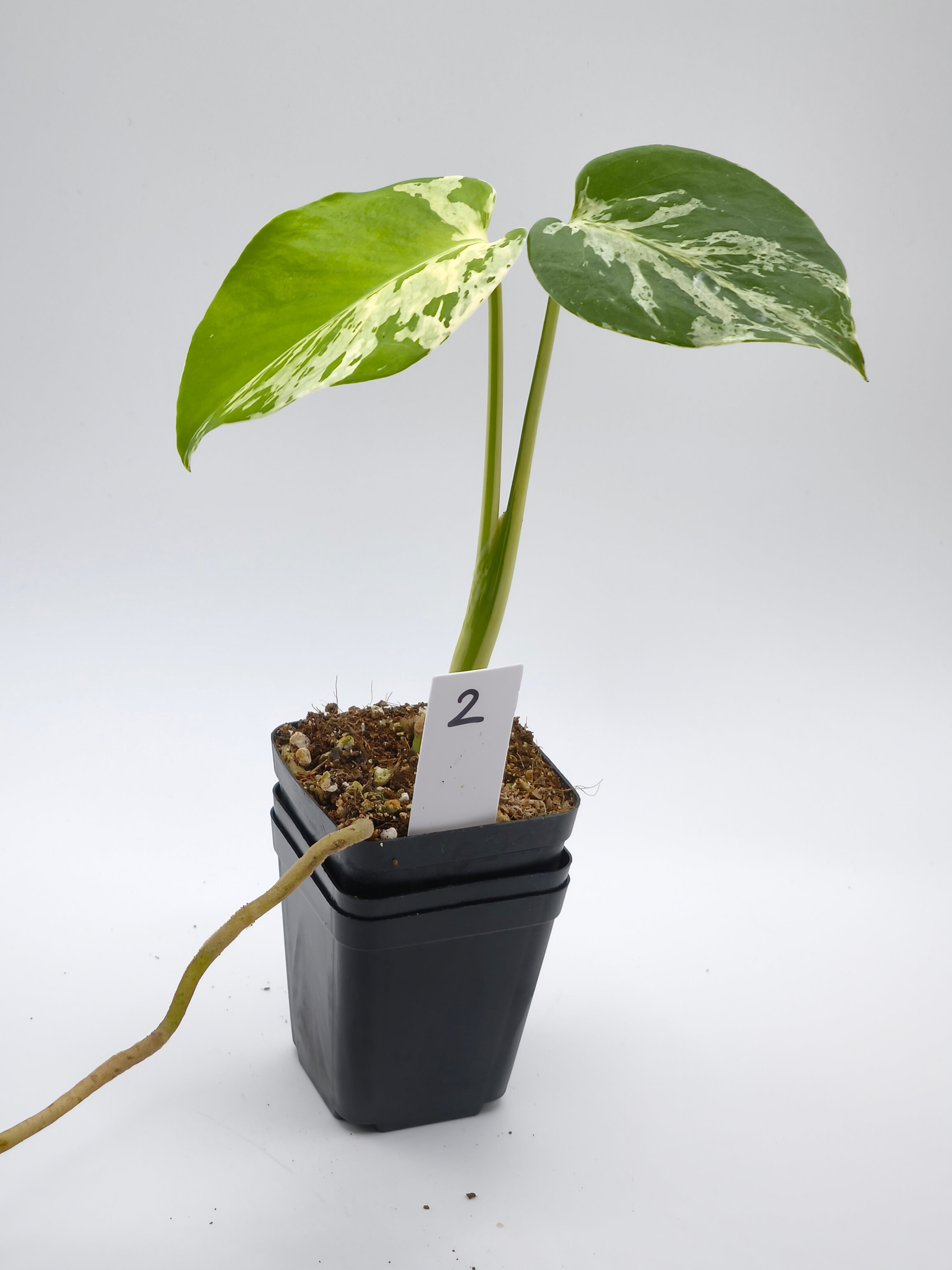 Monstera Bulbasaur