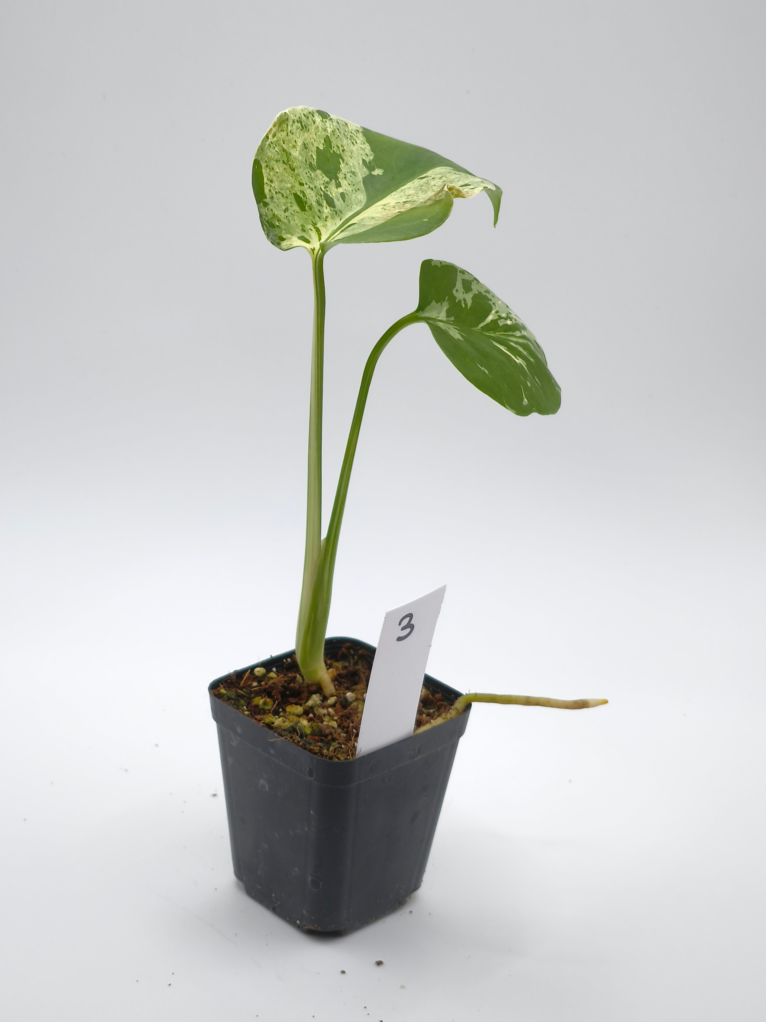 Monstera Bulbasaur
