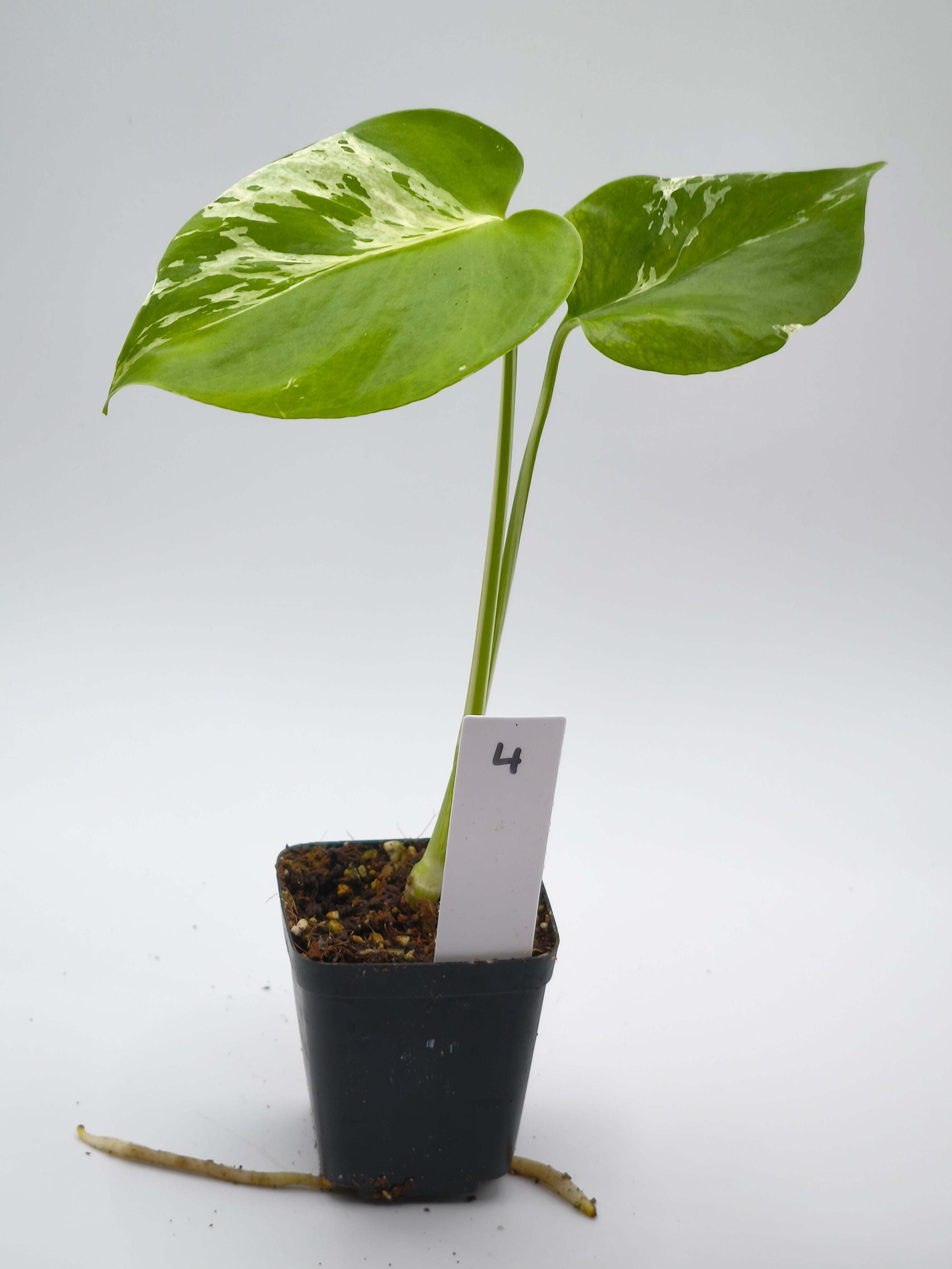 Monstera Bulbasaur