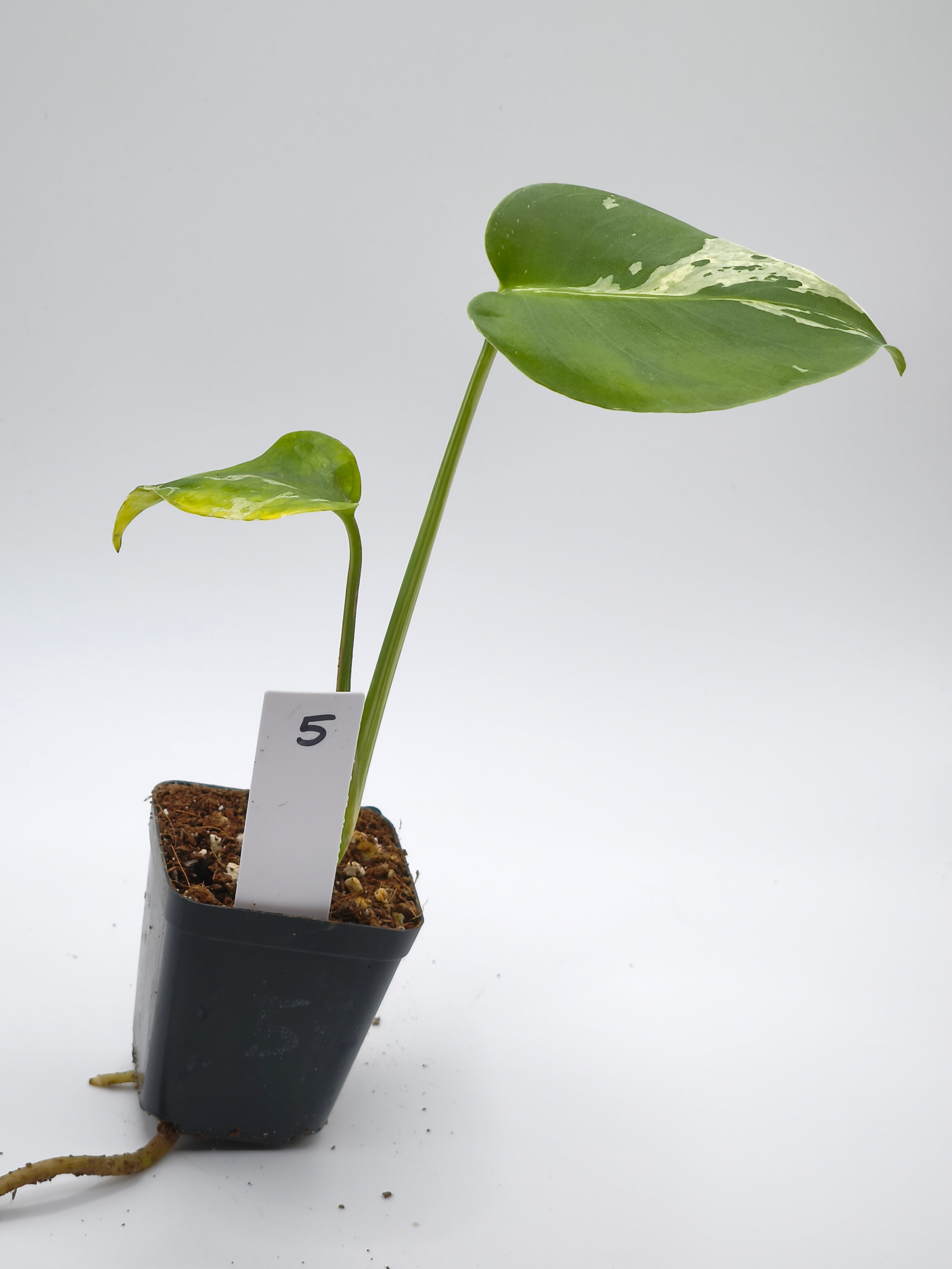 Monstera Bulbasaur