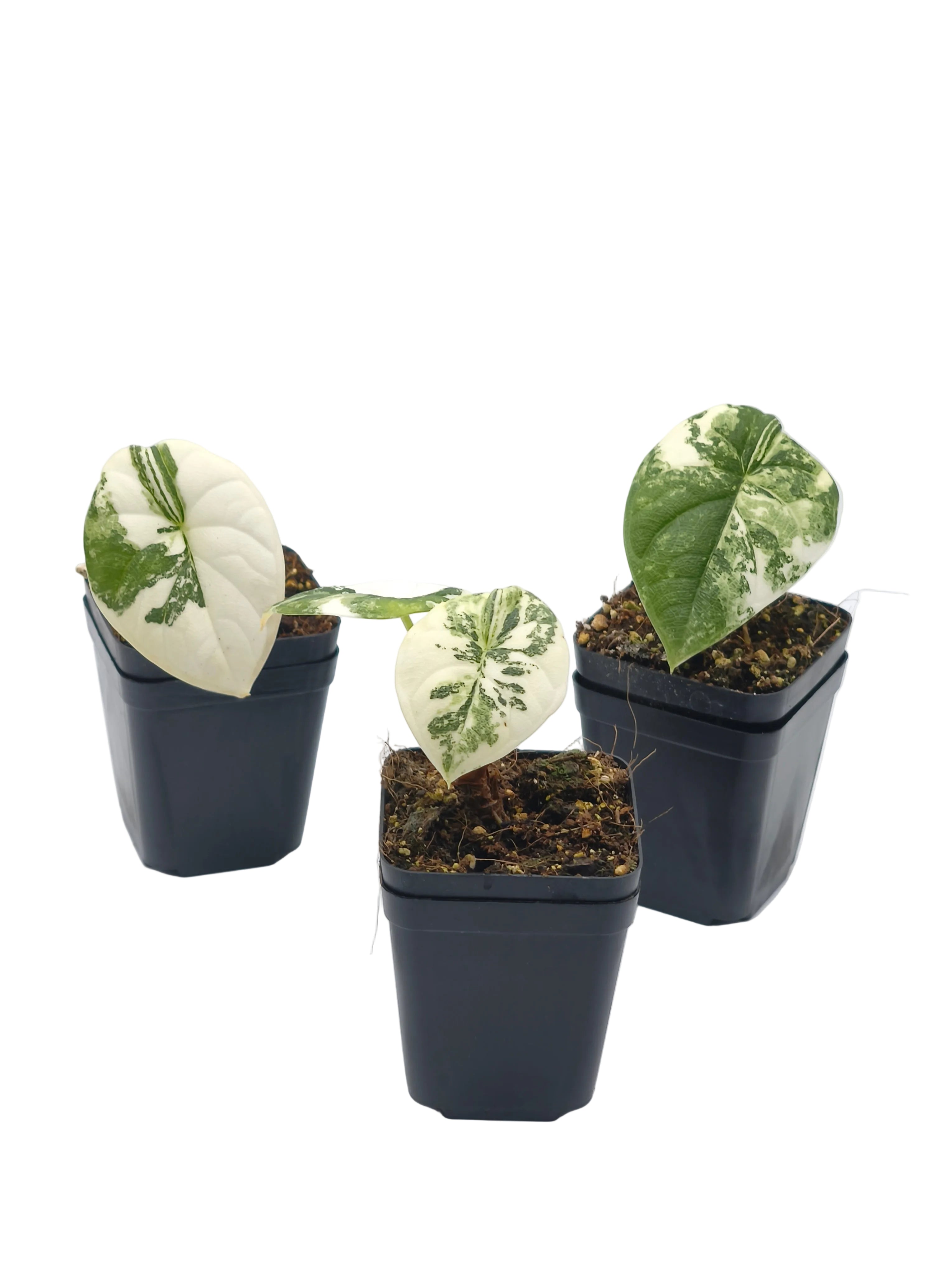 Alocasia Melo Albo Variegata
