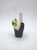 Alocasia Melo Albo Variegata