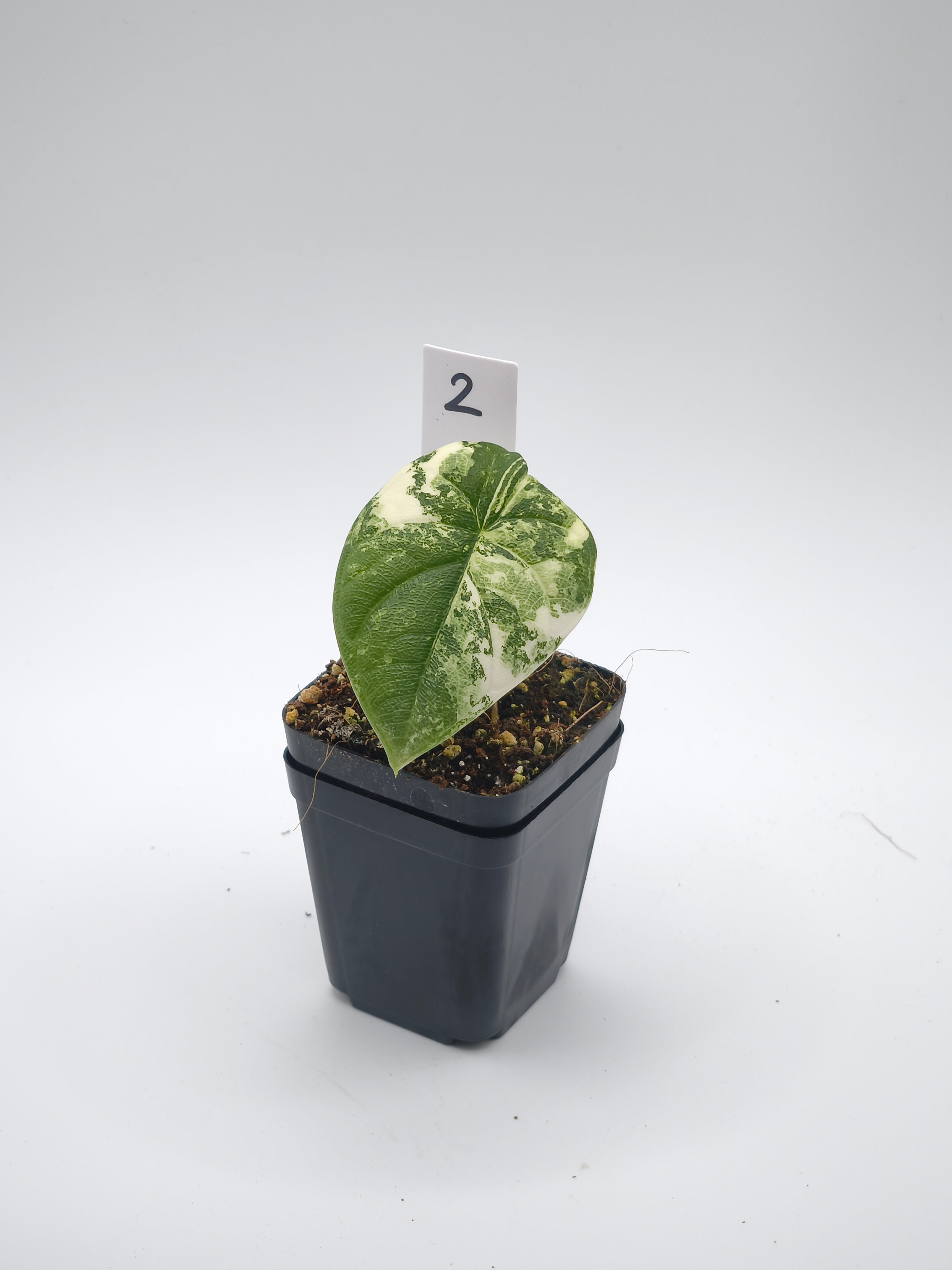 Alocasia Melo Albo Variegata