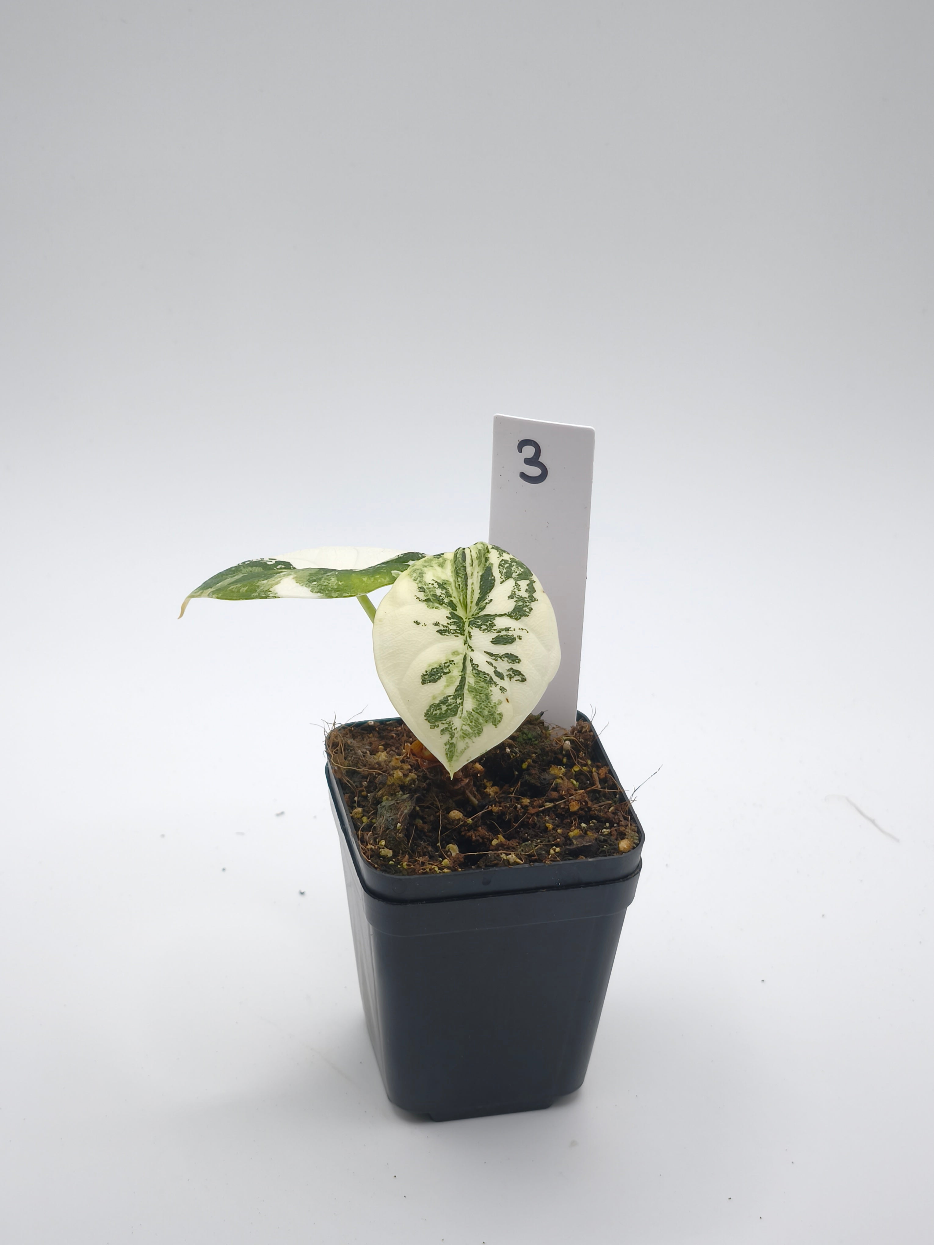 Alocasia Melo Albo Variegata