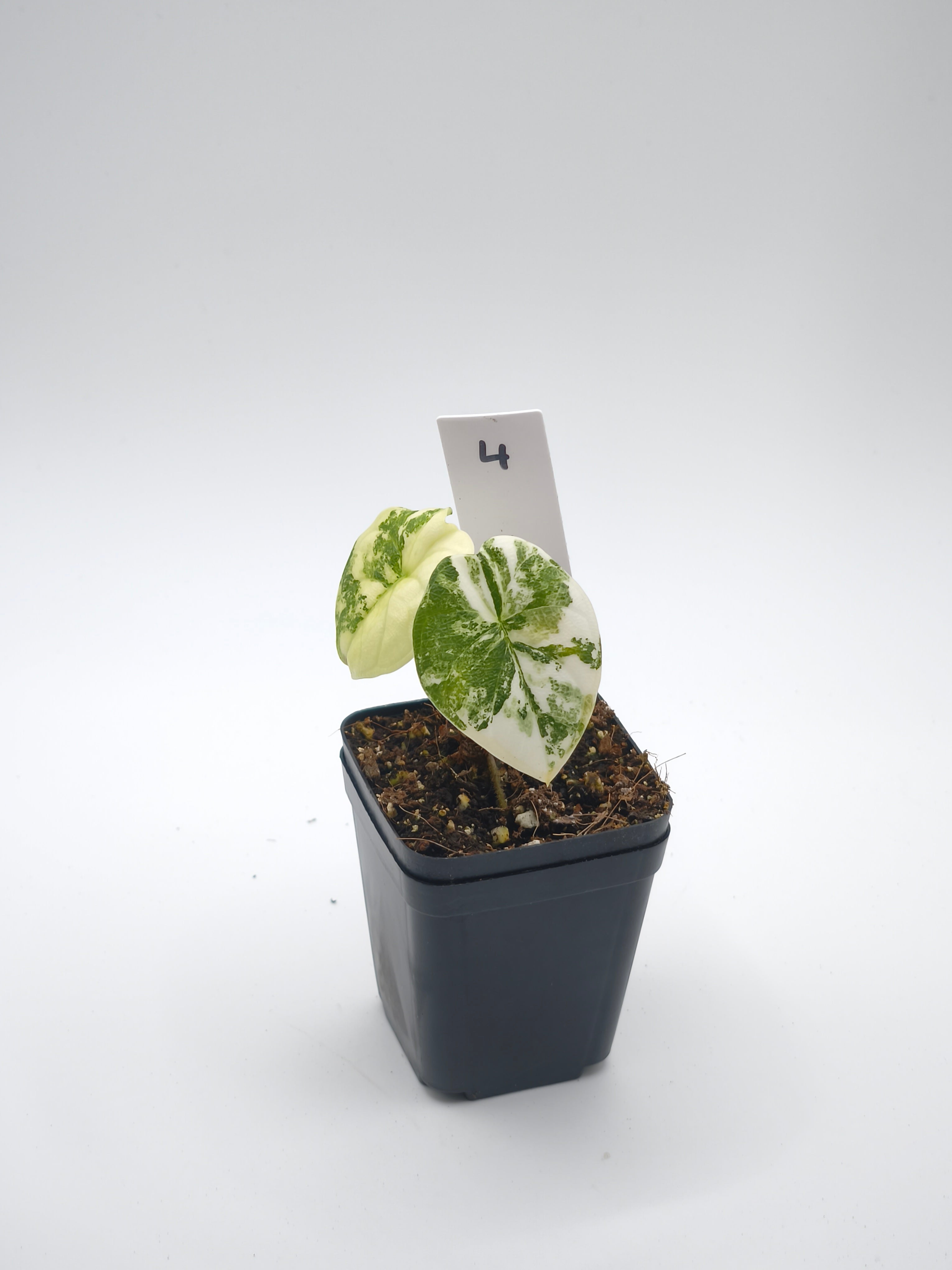 Alocasia Melo Albo Variegata