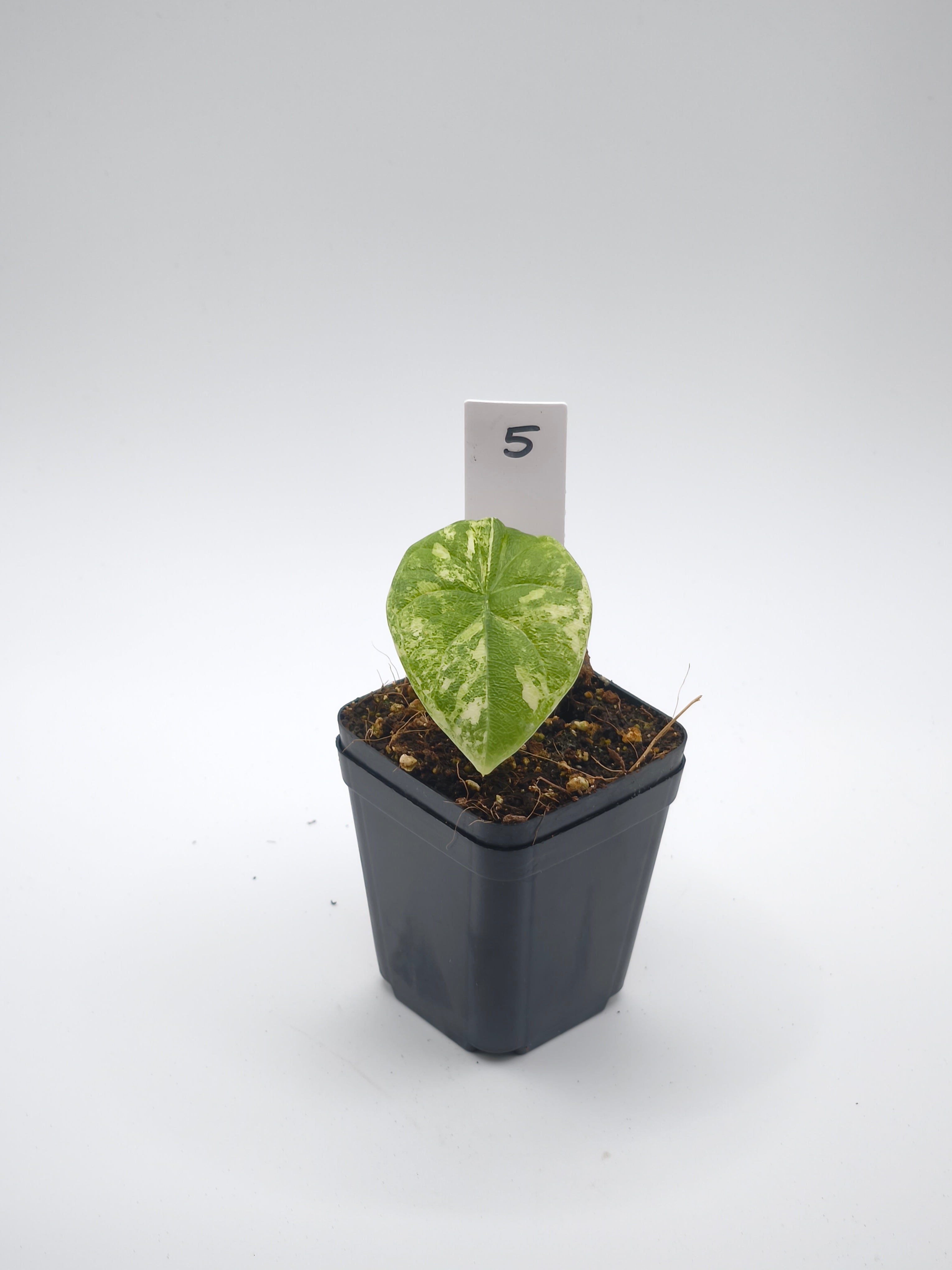 Alocasia Melo Albo Variegata