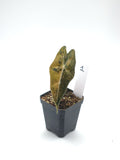 Alocasia Sanderiana Bull Aurea