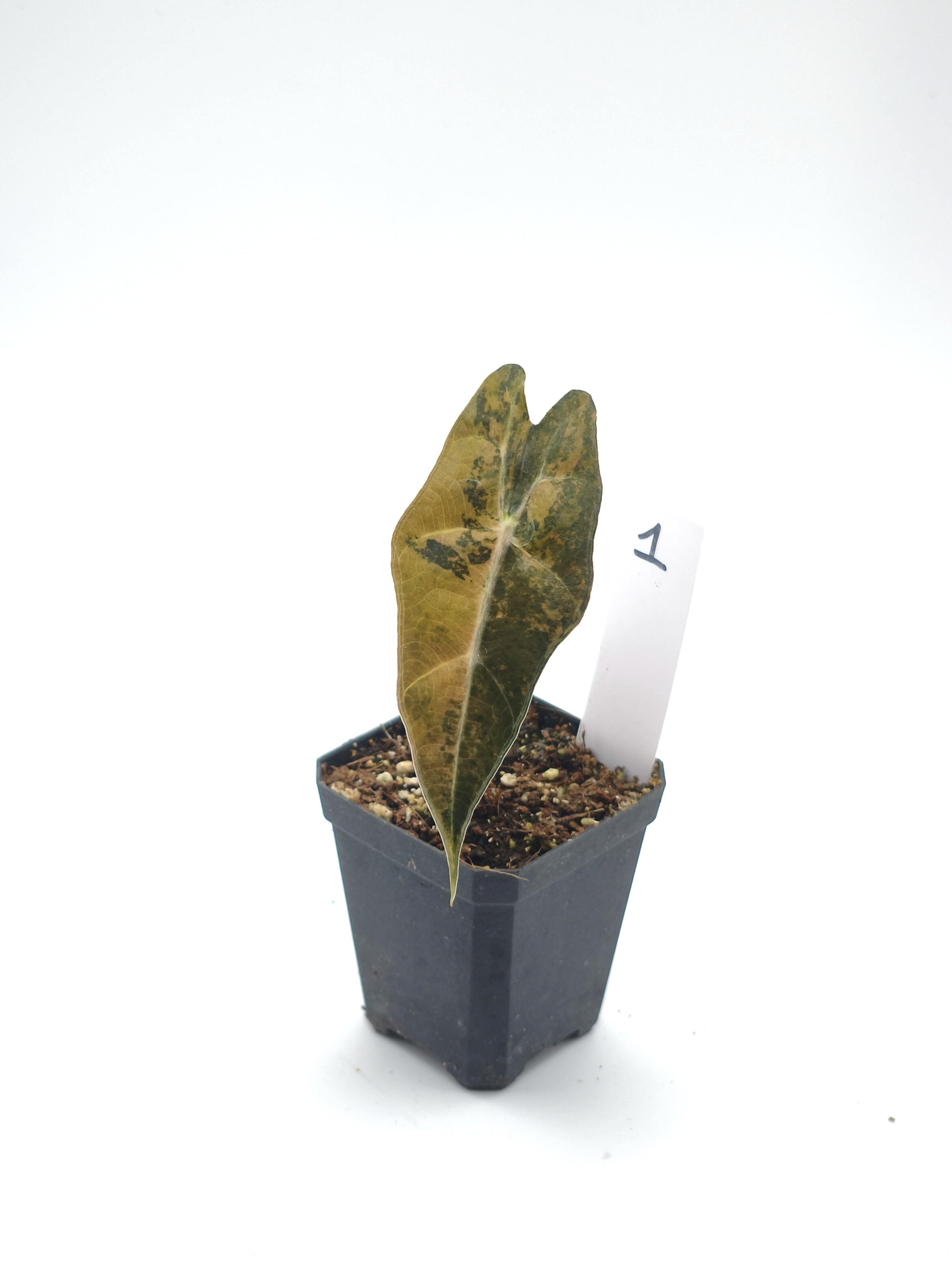 Alocasia Sanderiana Bull Aurea