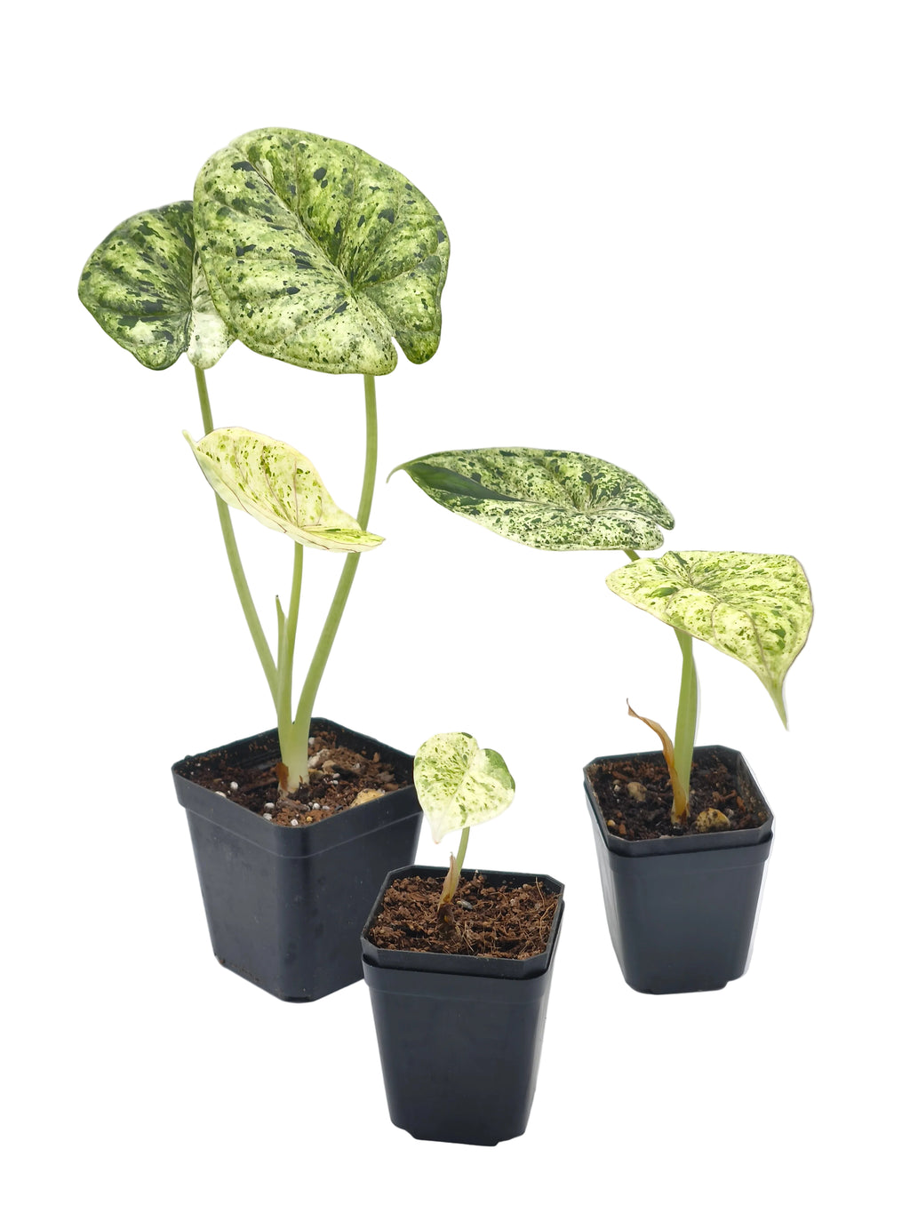 Alocasia Dragon Scale Mint