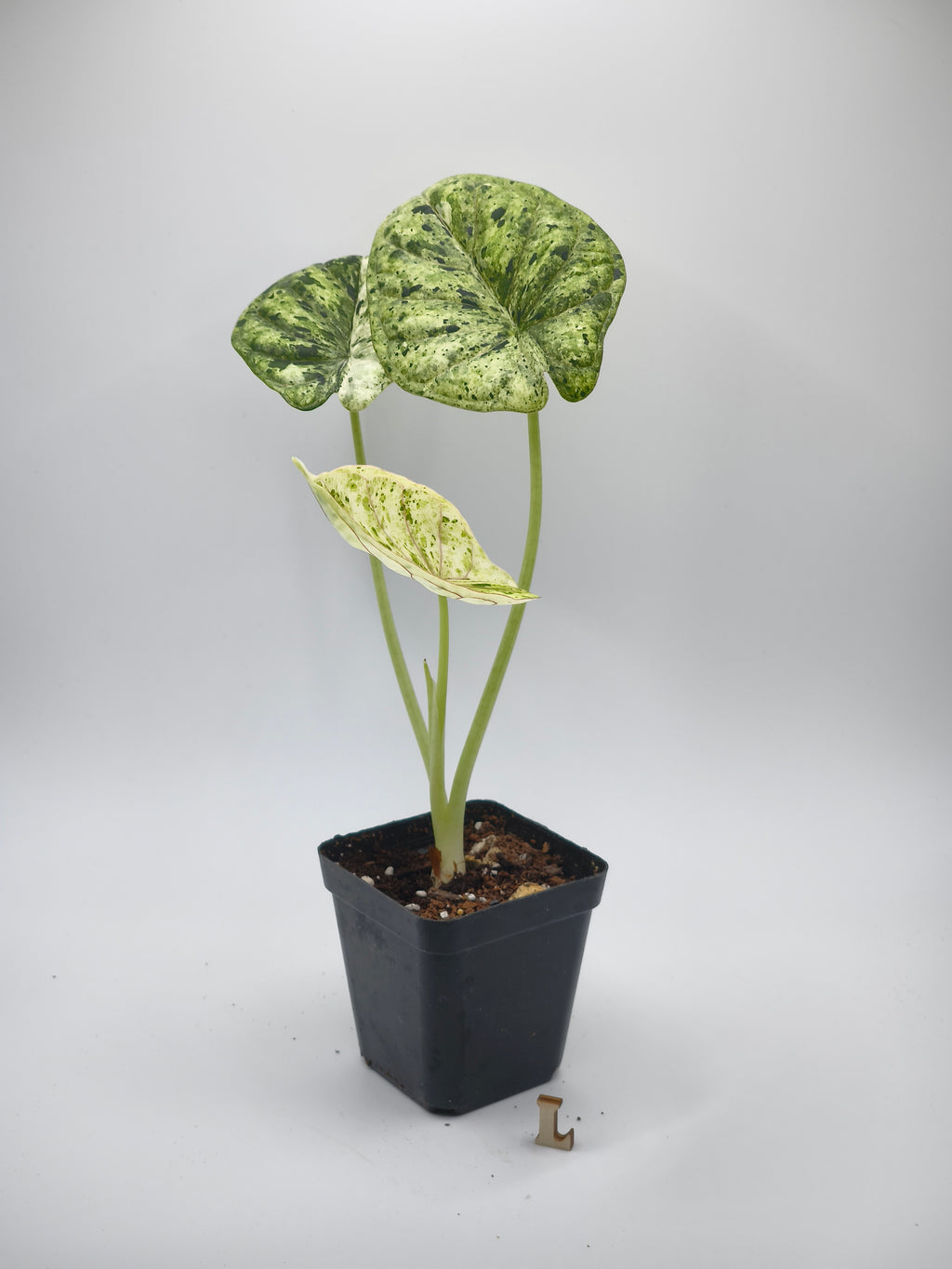 Alocasia Dragon Scale Mint
