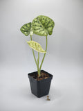 Alocasia Dragon Scale Mint