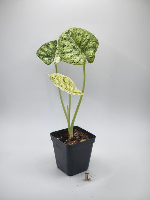 Alocasia Dragon Scale Mint