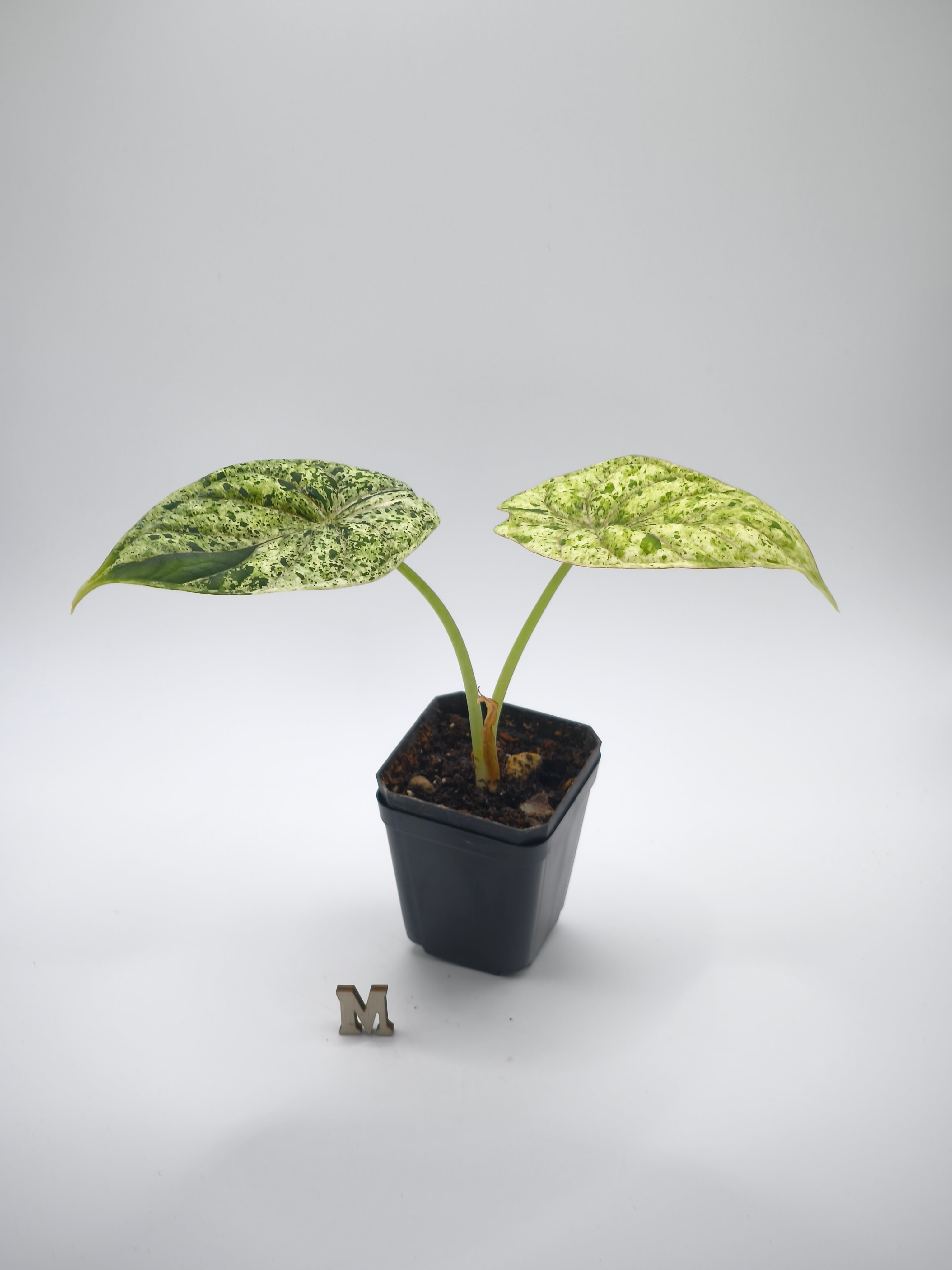Alocasia Dragon Scale Mint