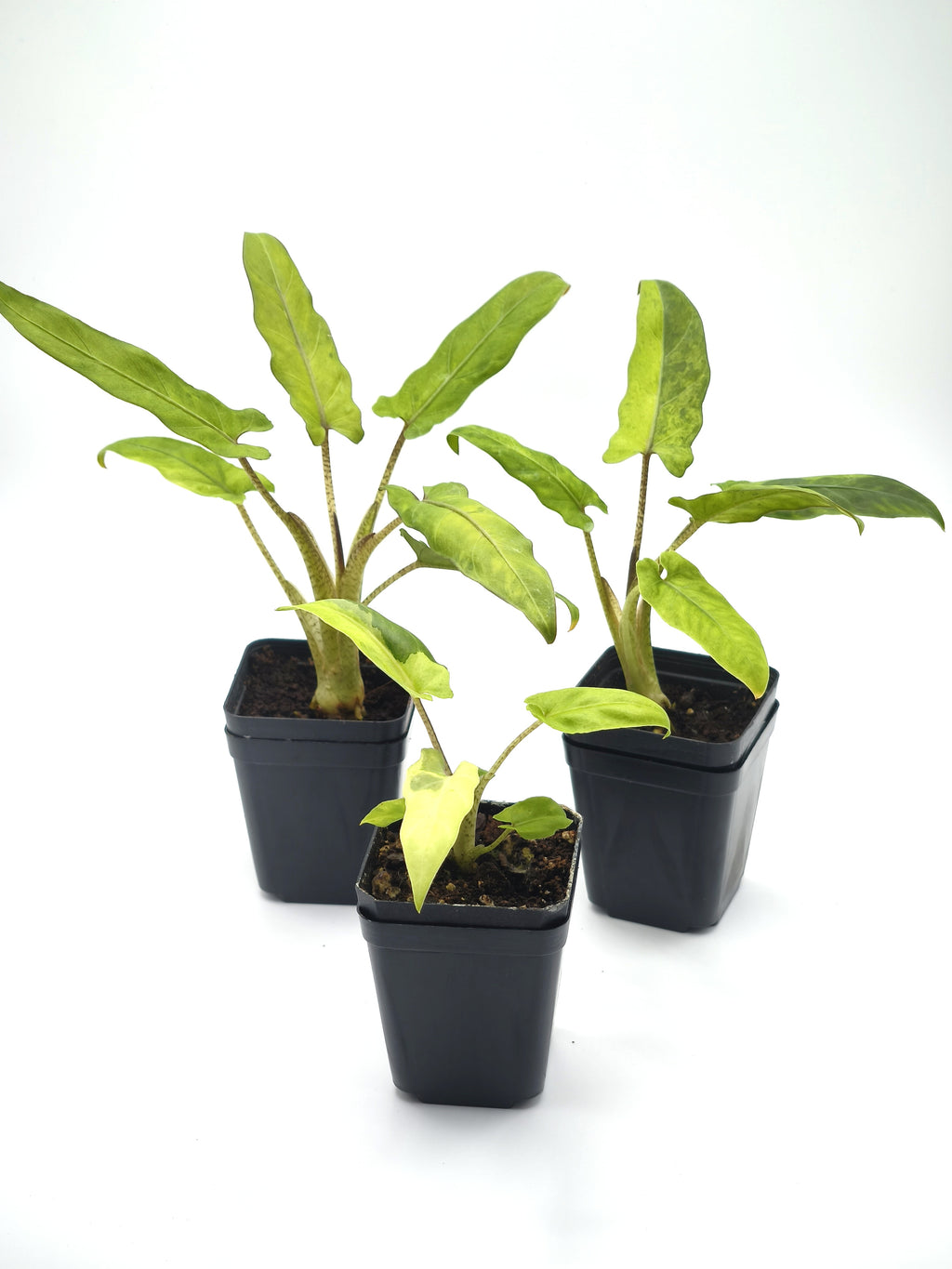 Alocasia Lauterbachiana Variegata