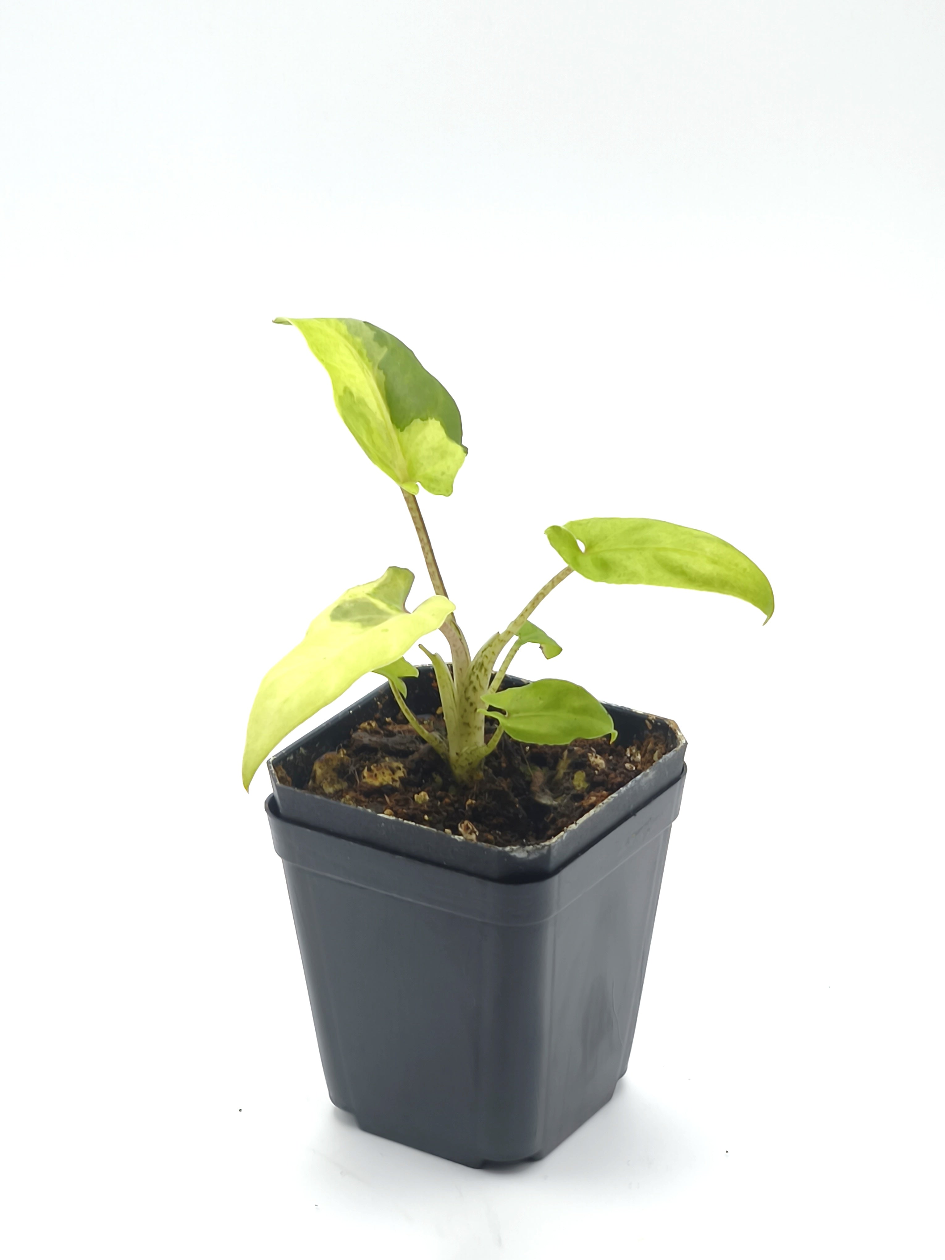 Alocasia Lauterbachiana Variegata
