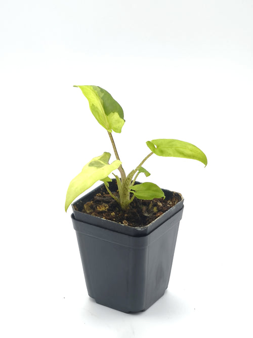 Alocasia Lauterbachiana Variegata