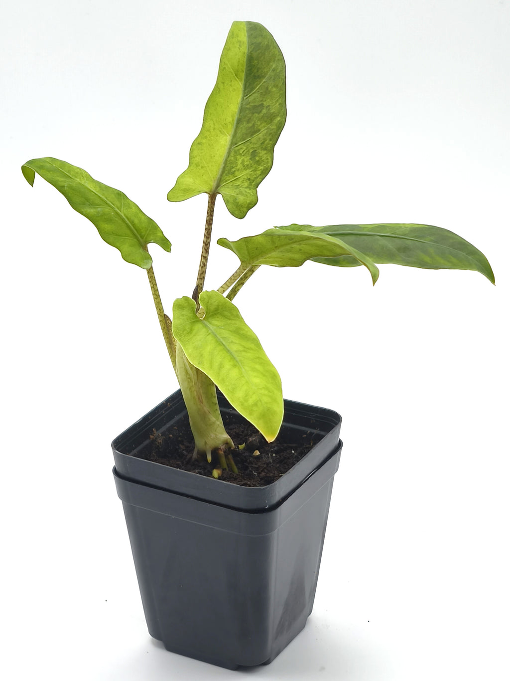 Alocasia Lauterbachiana Variegata