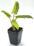 Alocasia Lauterbachiana Variegata