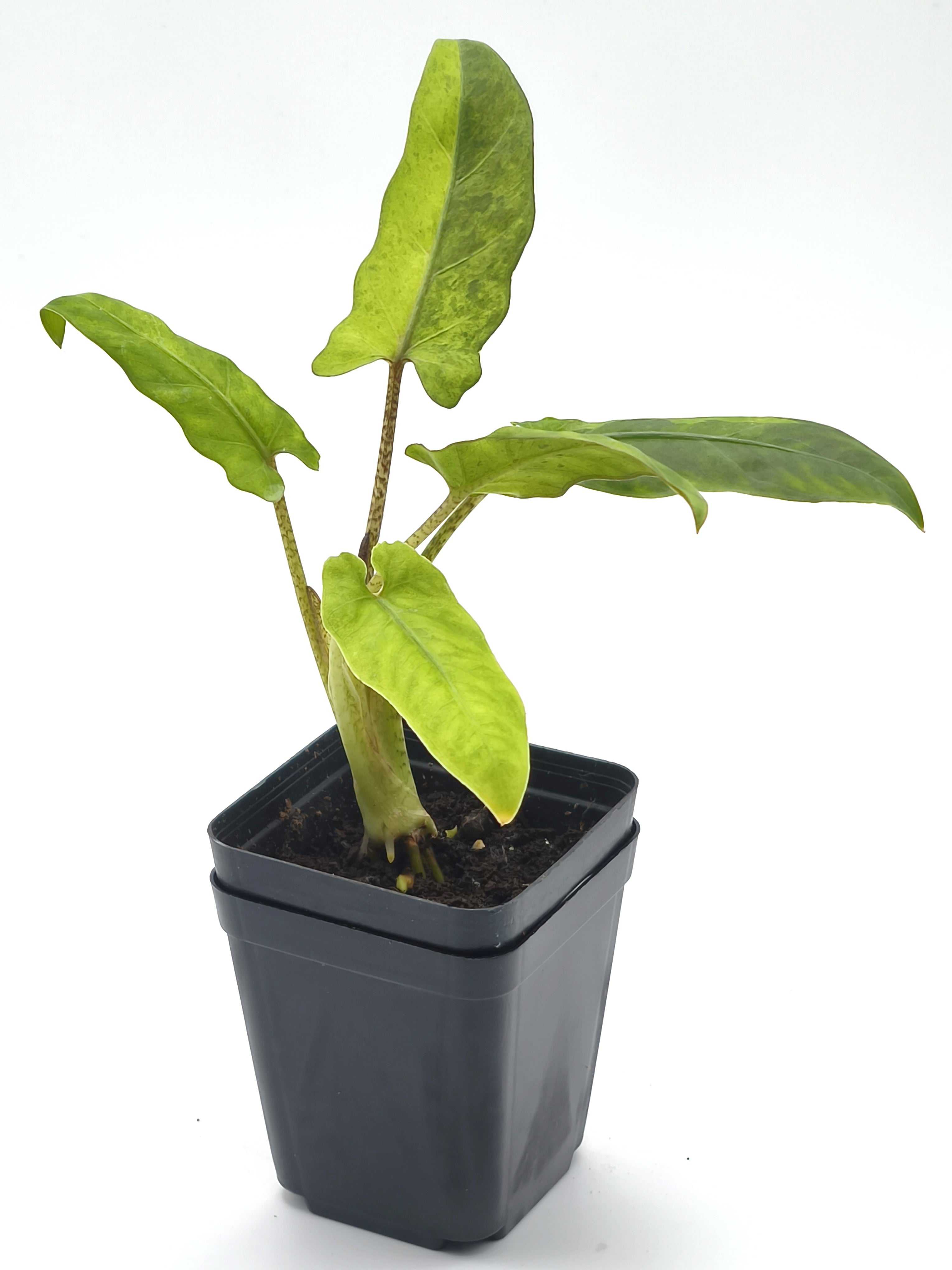 Alocasia Lauterbachiana Variegata