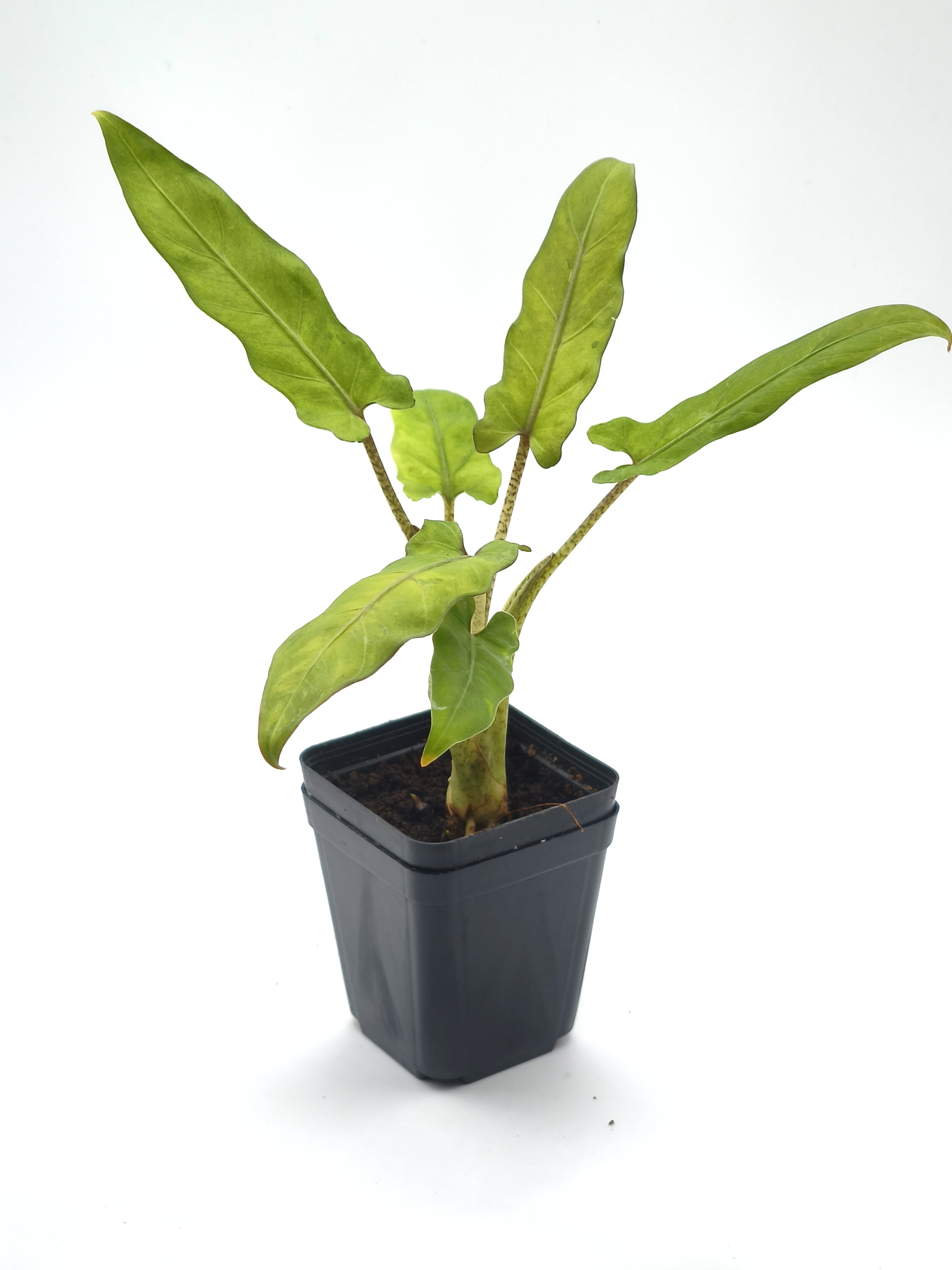 Alocasia Lauterbachiana Variegata