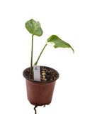 Monstera White Monster