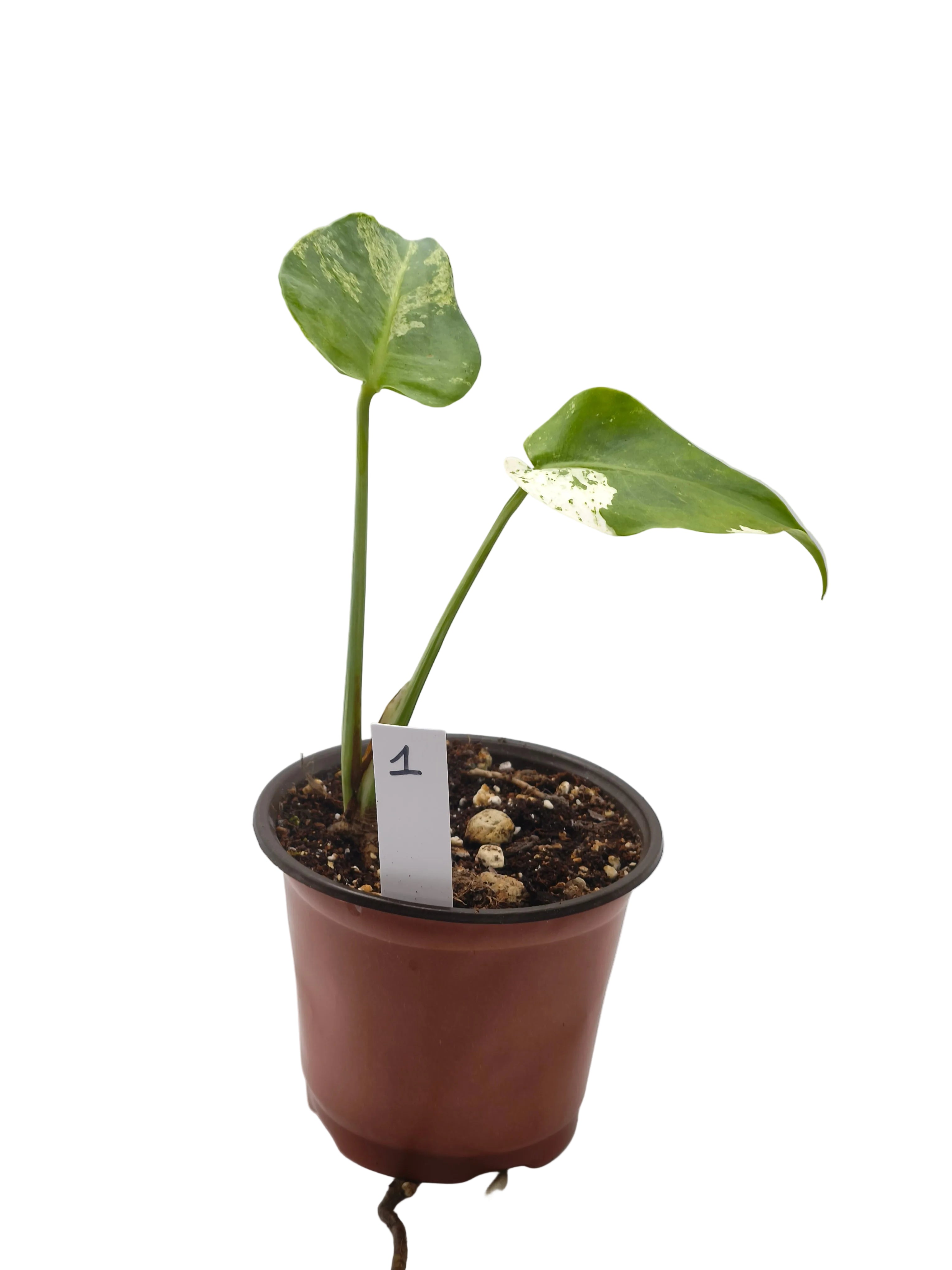 Monstera White Monster