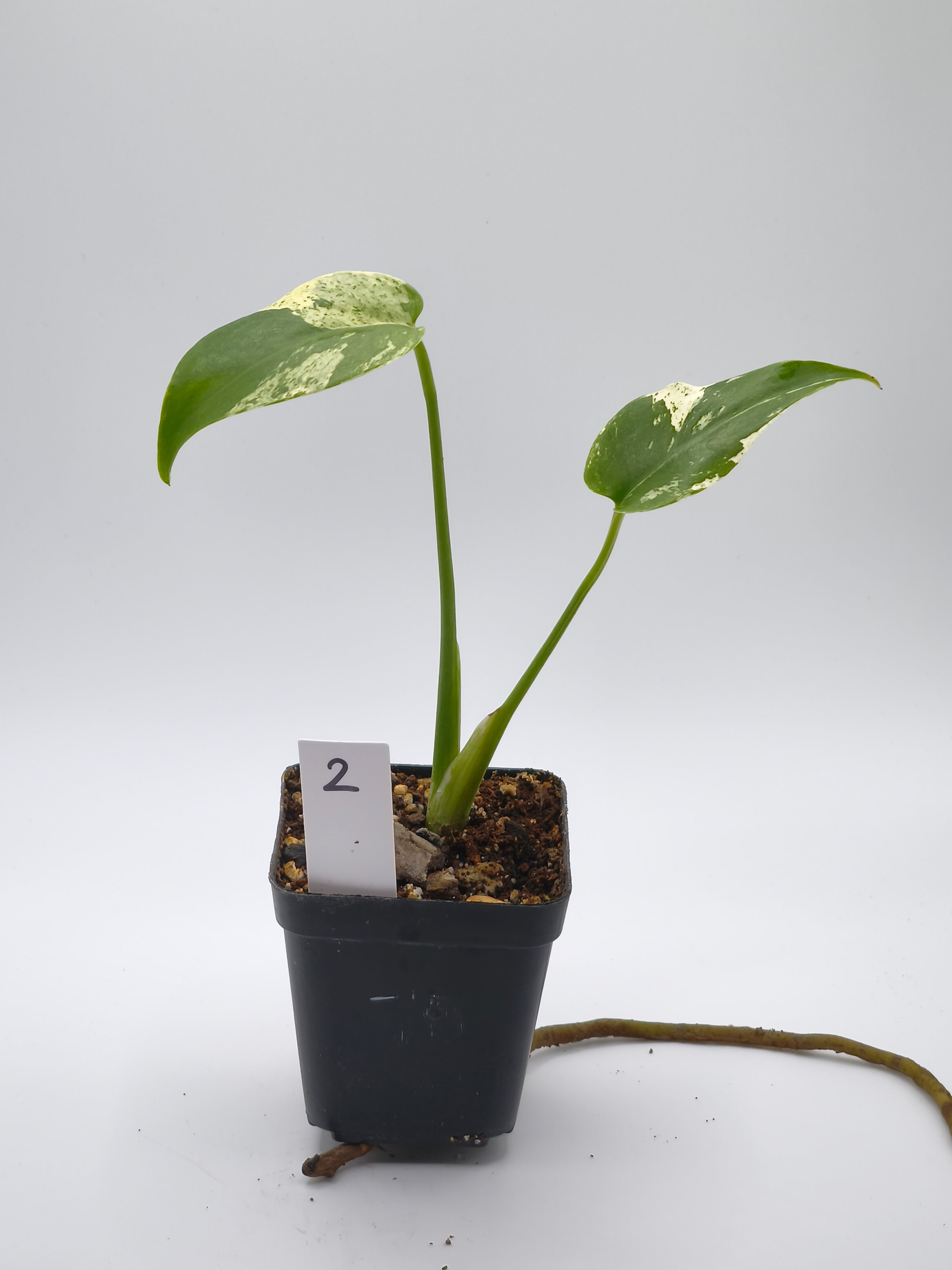 Monstera White Monster