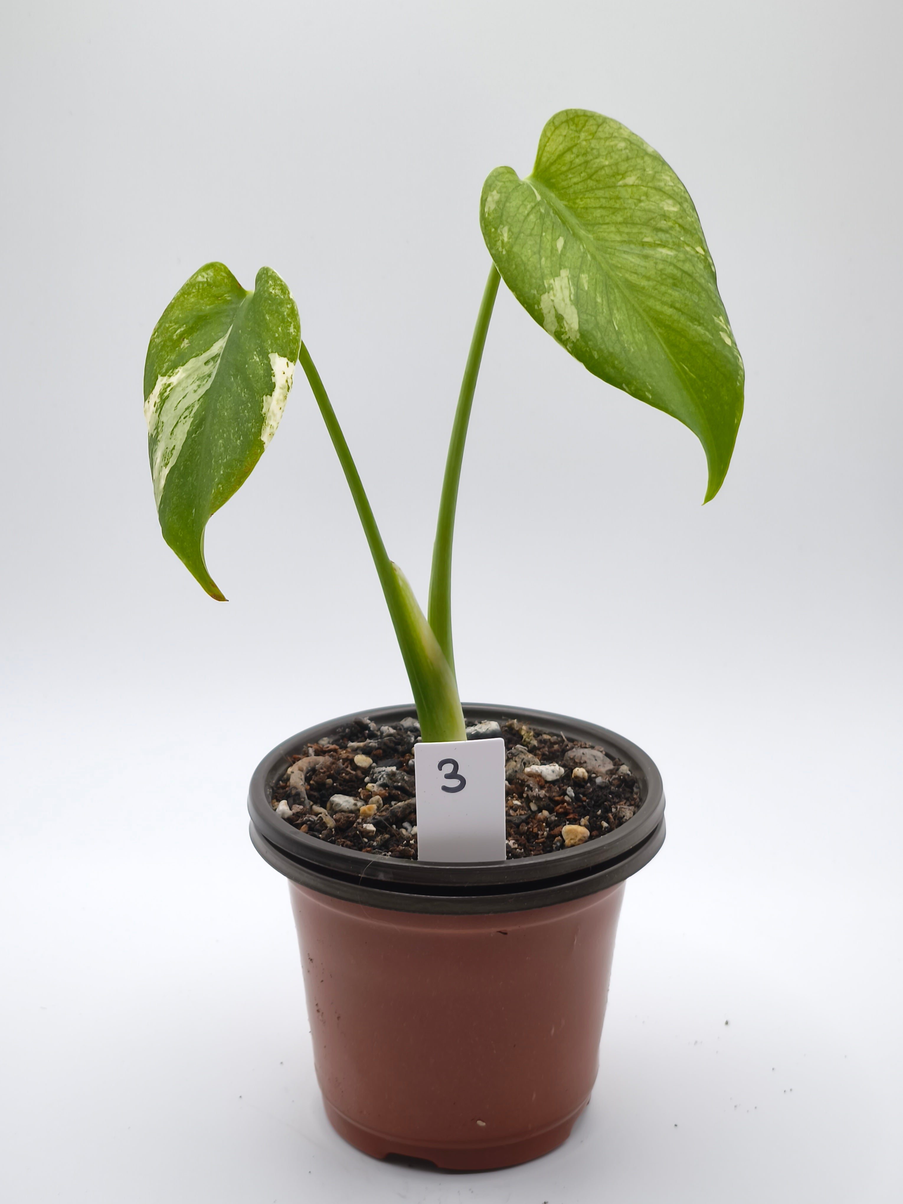 Monstera White Monster