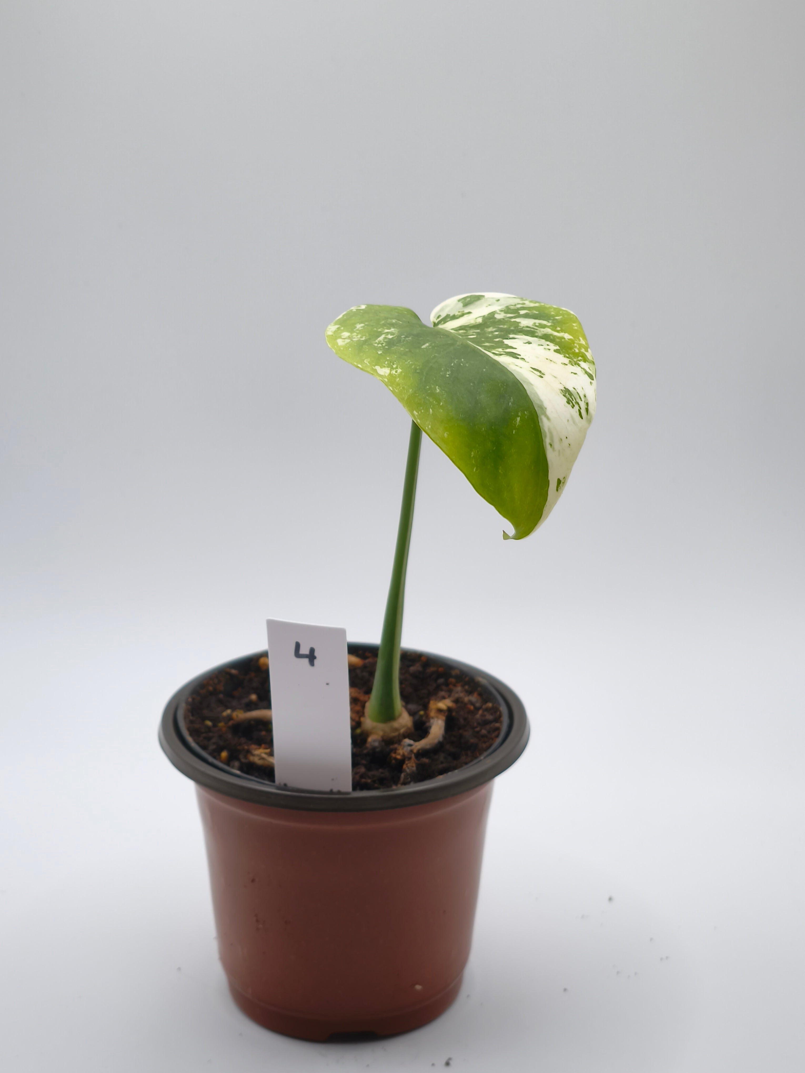 Monstera White Monster