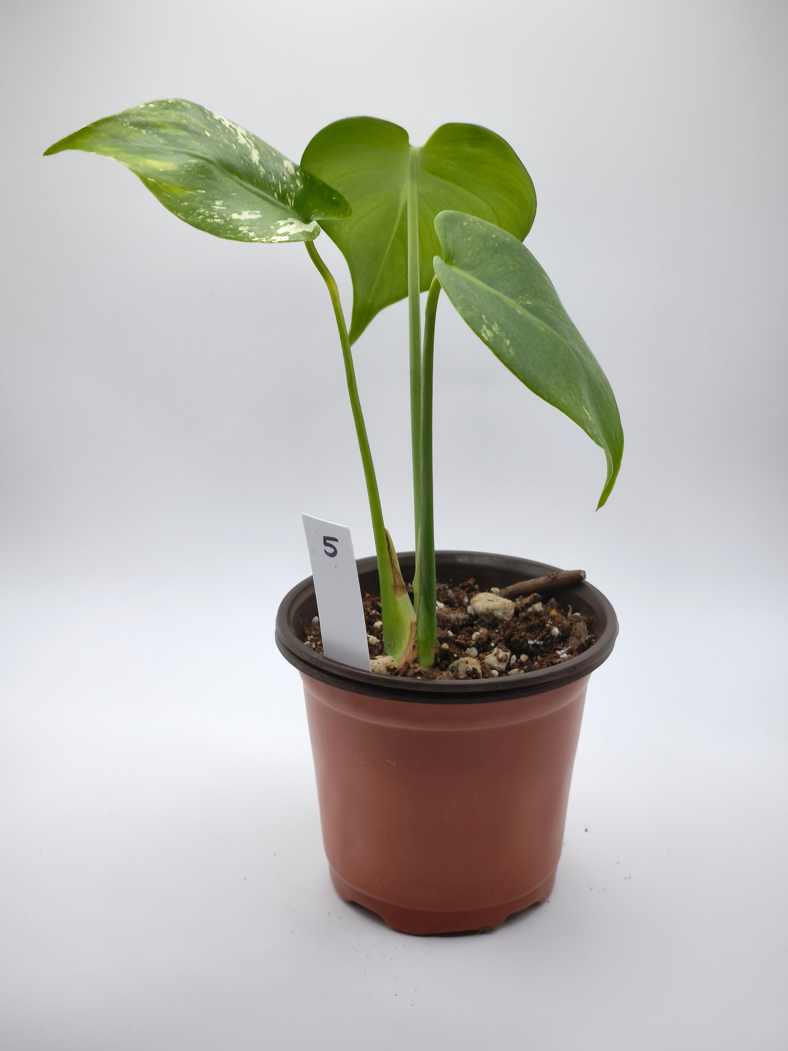 Monstera White Monster