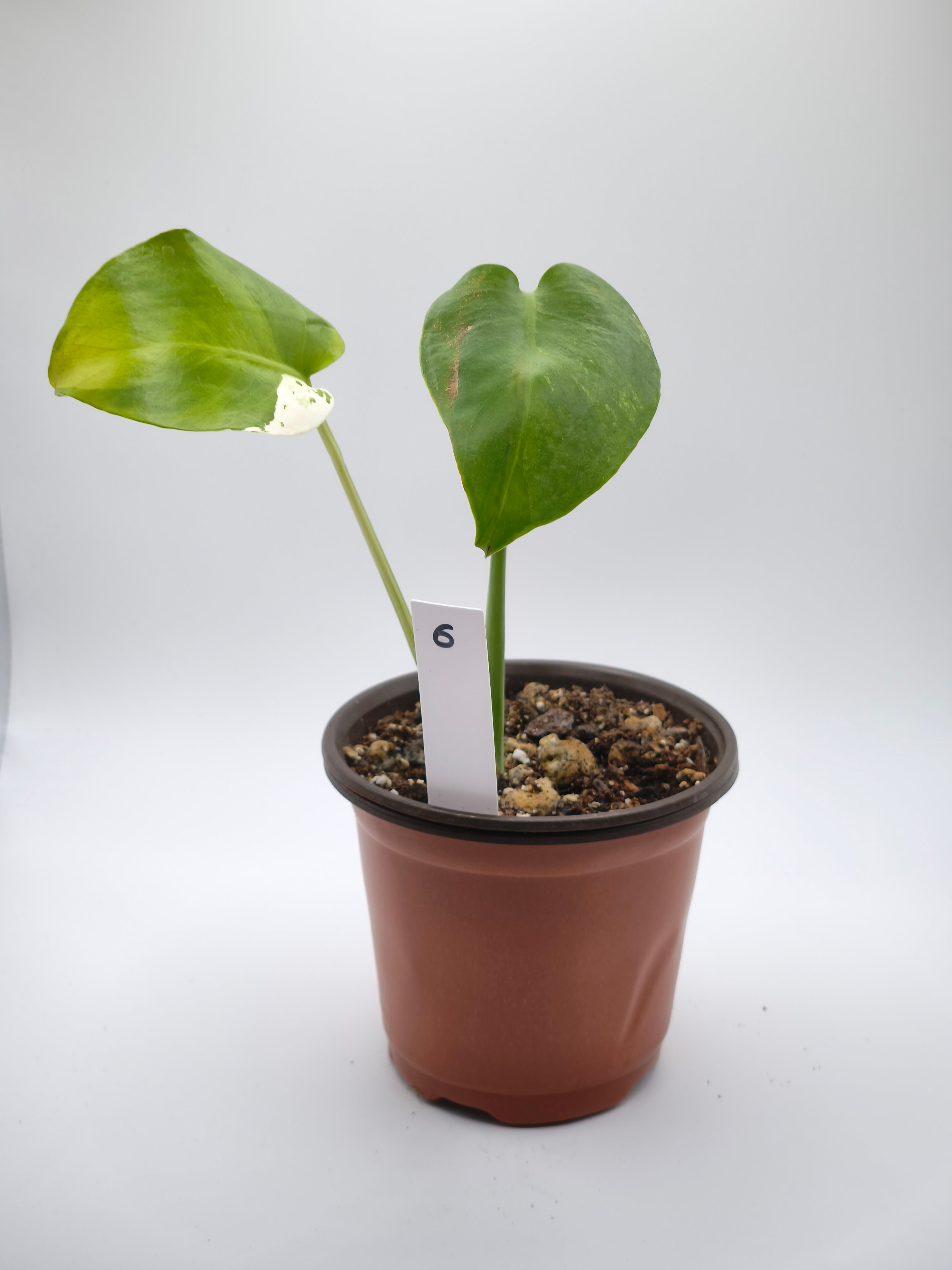Monstera White Monster