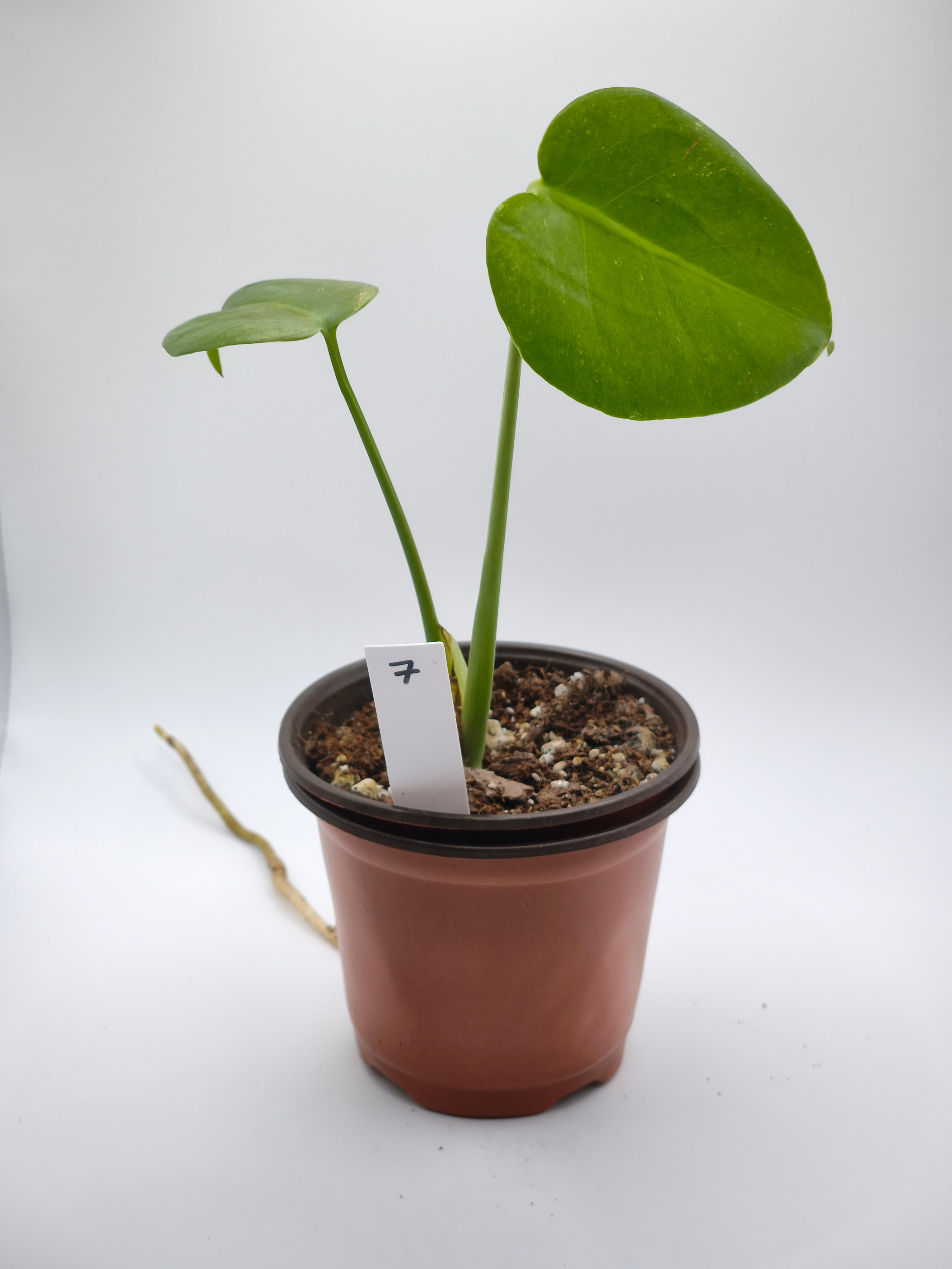 Monstera White Monster