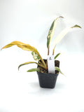 Philodendron Caramel Marble