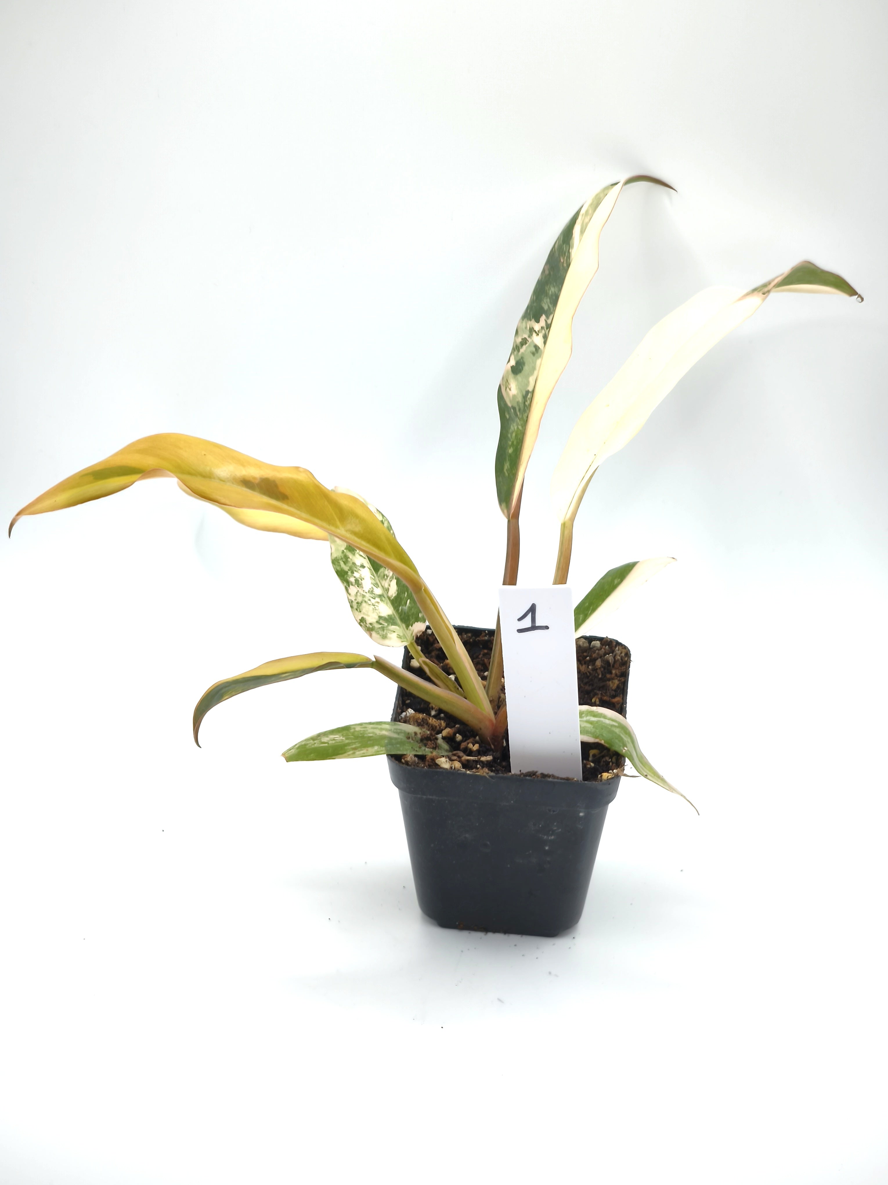 Philodendron Caramel Marble