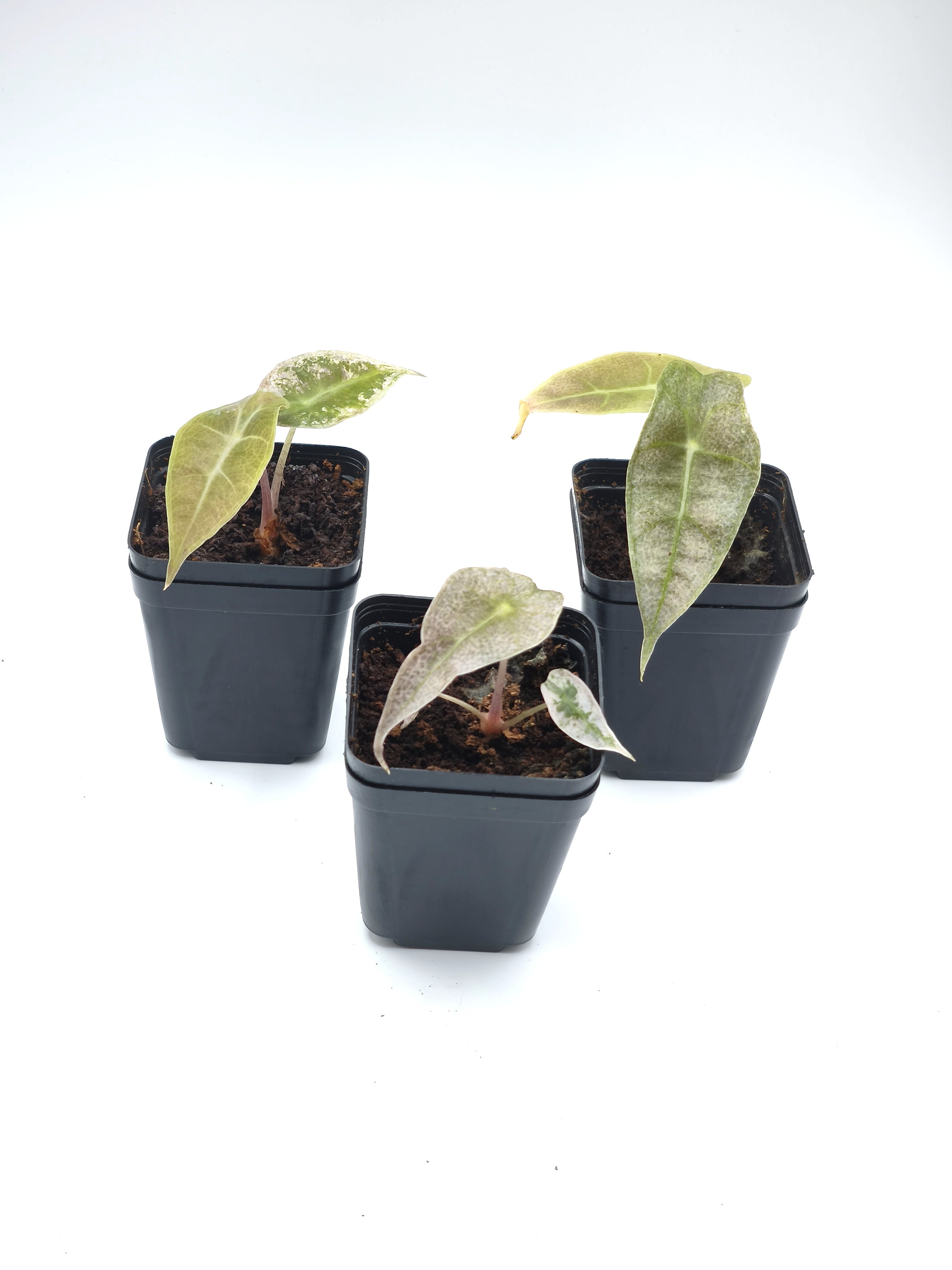 Alocasia Pink Polly Ghost