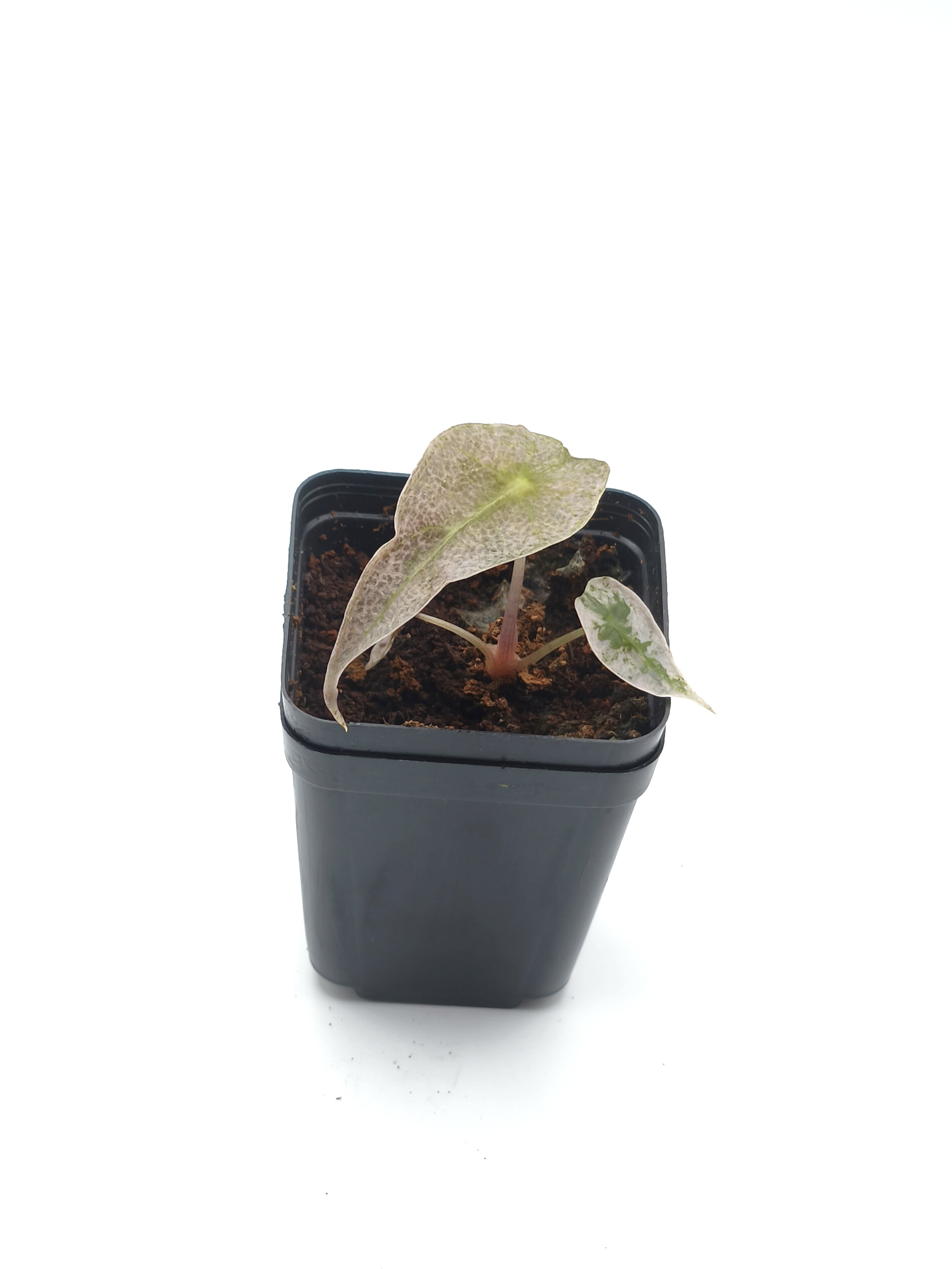 Alocasia Pink Polly Ghost