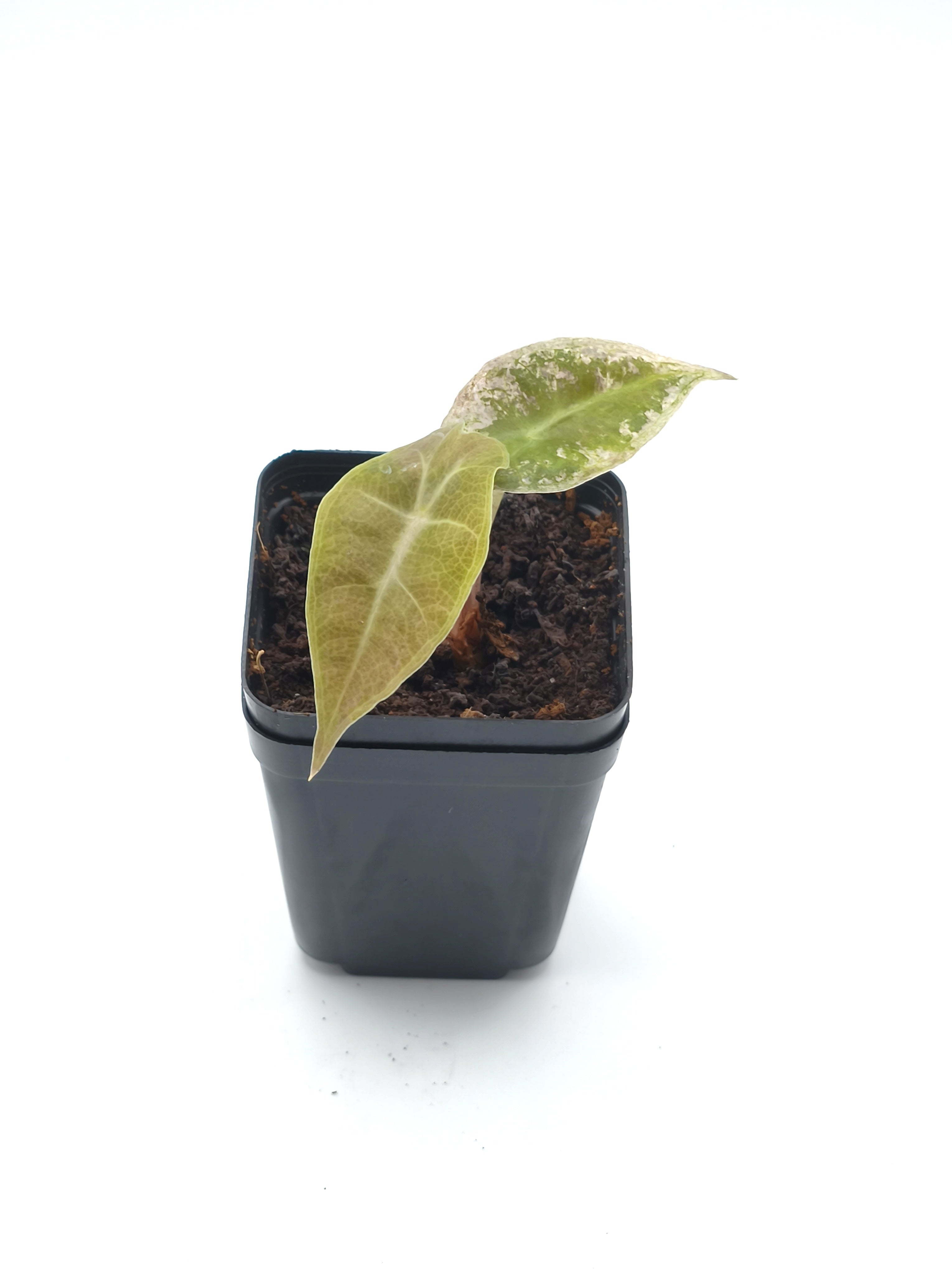 Alocasia Pink Polly Ghost