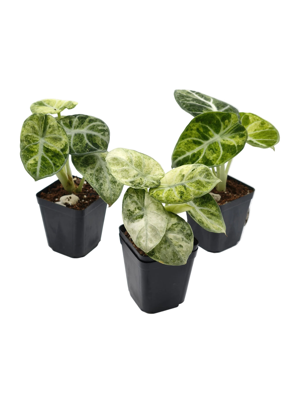 Alocasia Ninja Mint Variegata