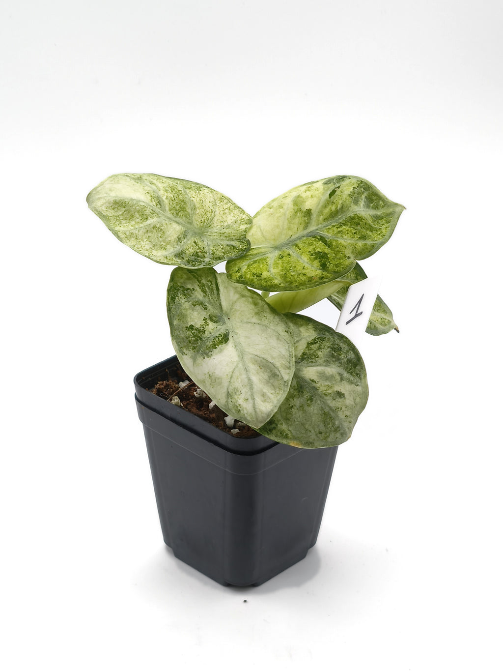 Alocasia Ninja Mint Variegata