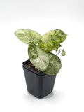 Alocasia Ninja Mint Variegata