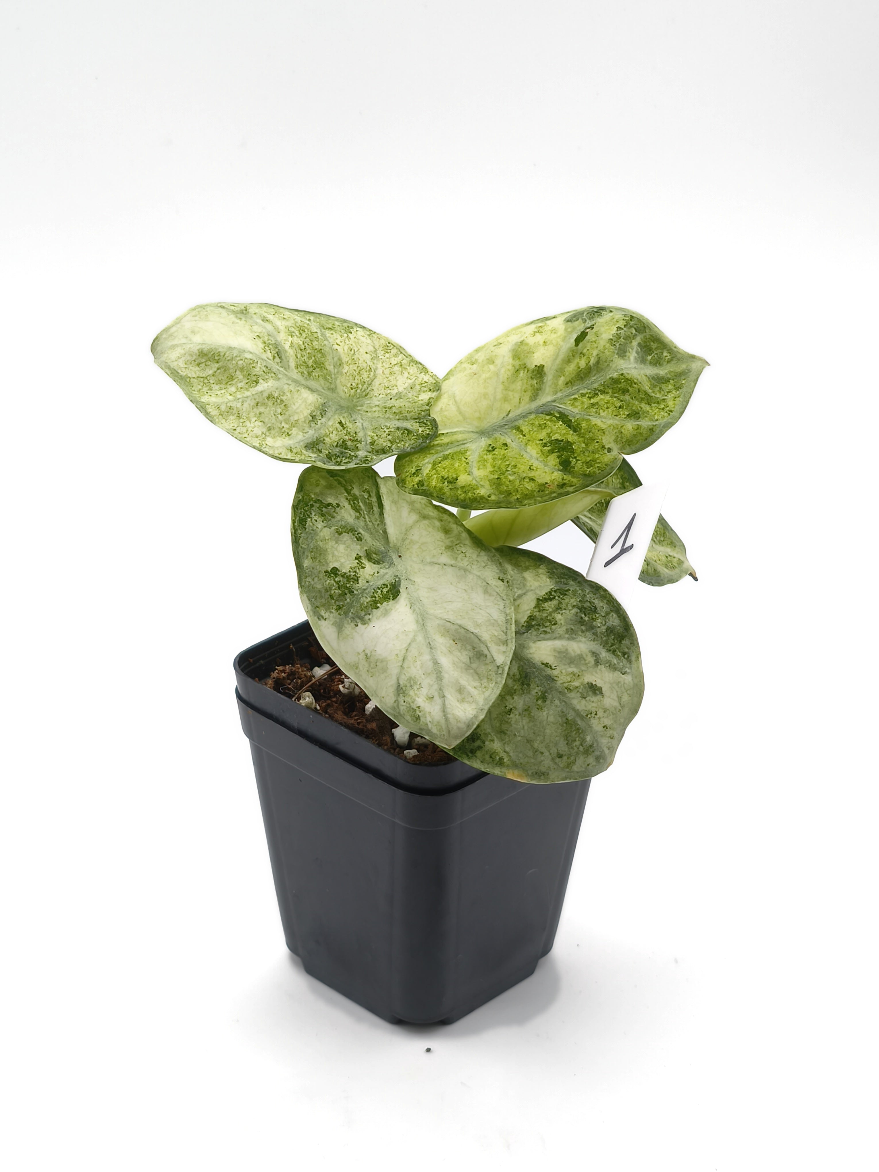 Alocasia Ninja Mint Variegata