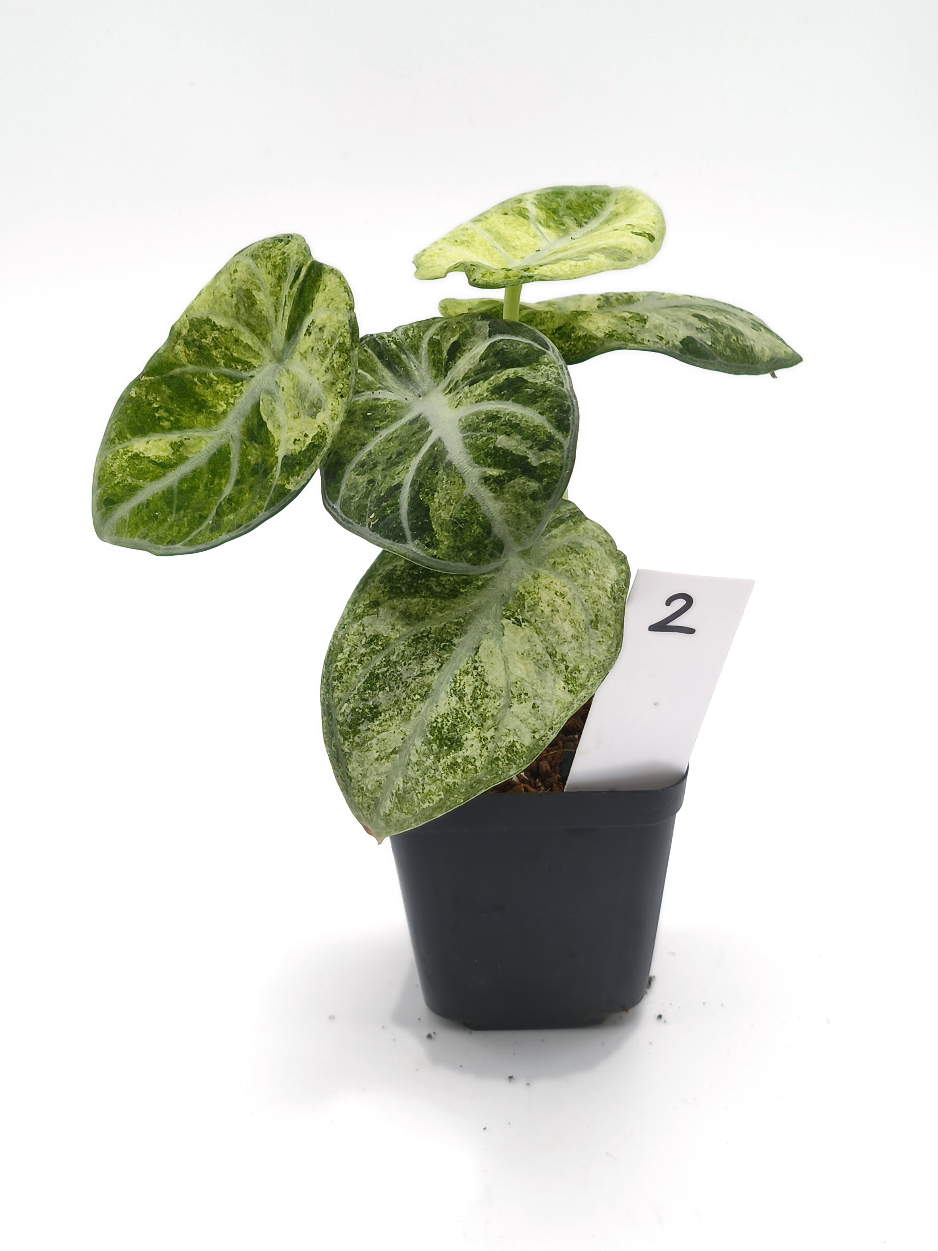 Alocasia Ninja Mint Variegata