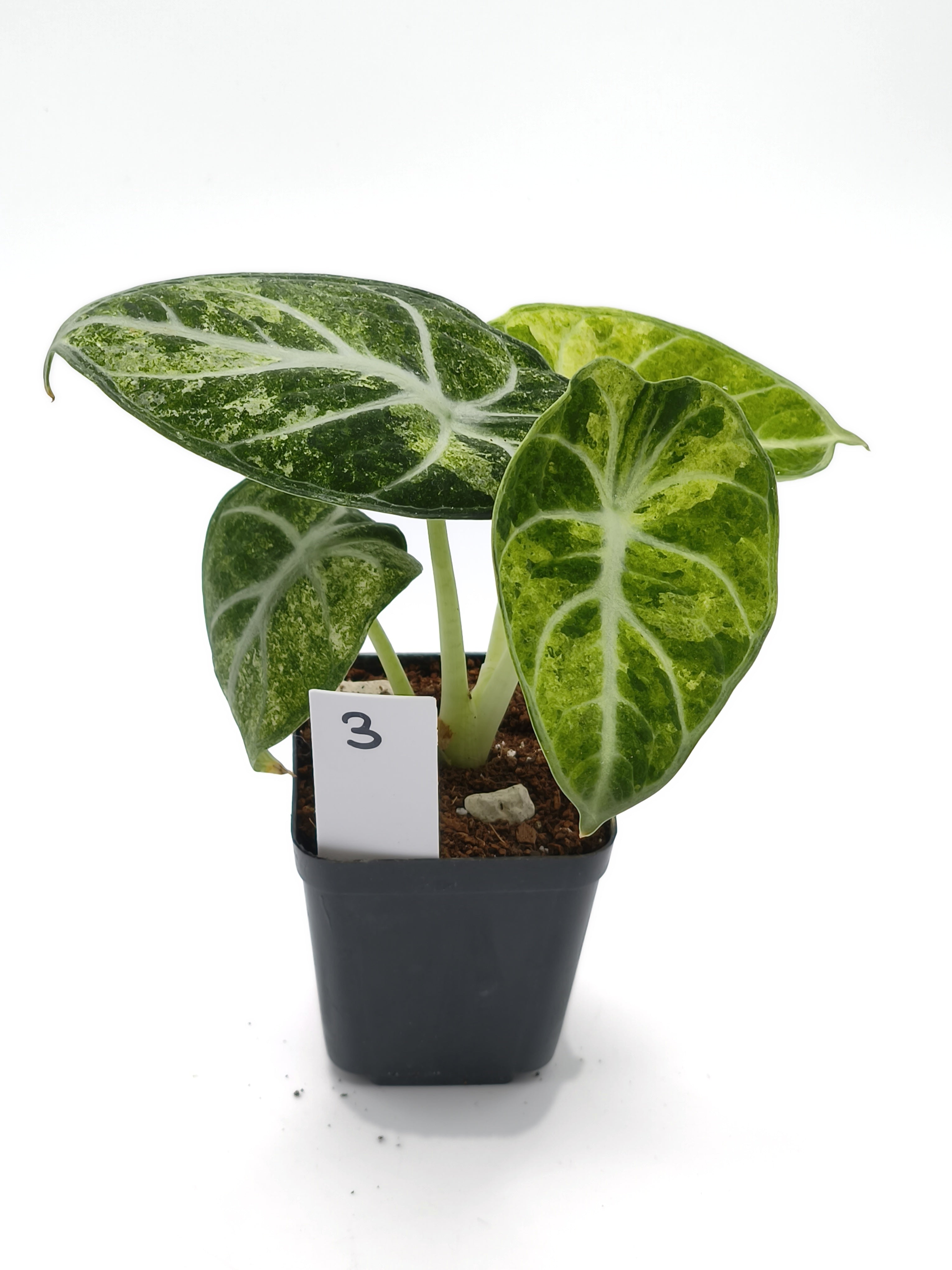 Alocasia Ninja Mint Variegata