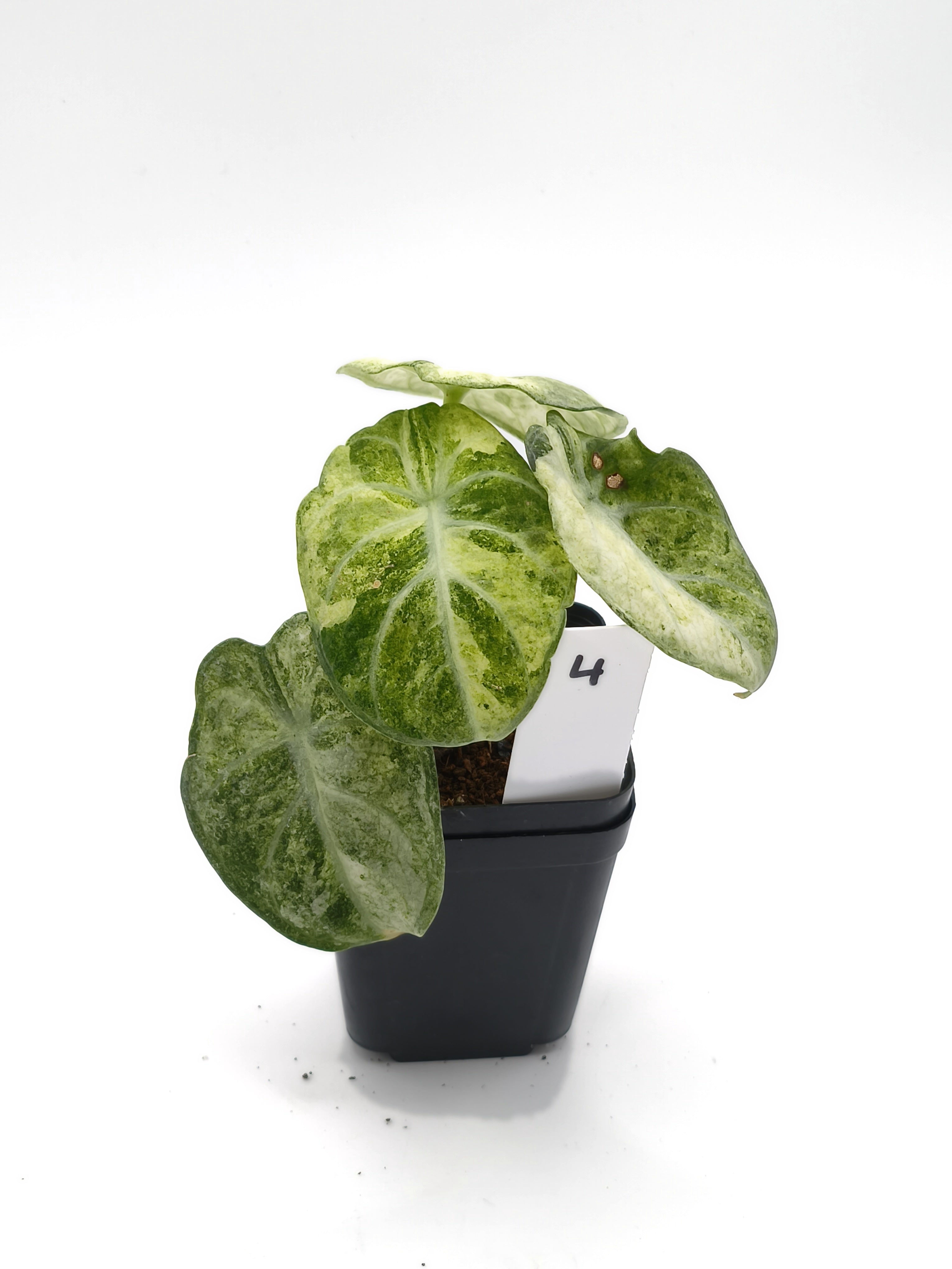 Alocasia Ninja Mint Variegata