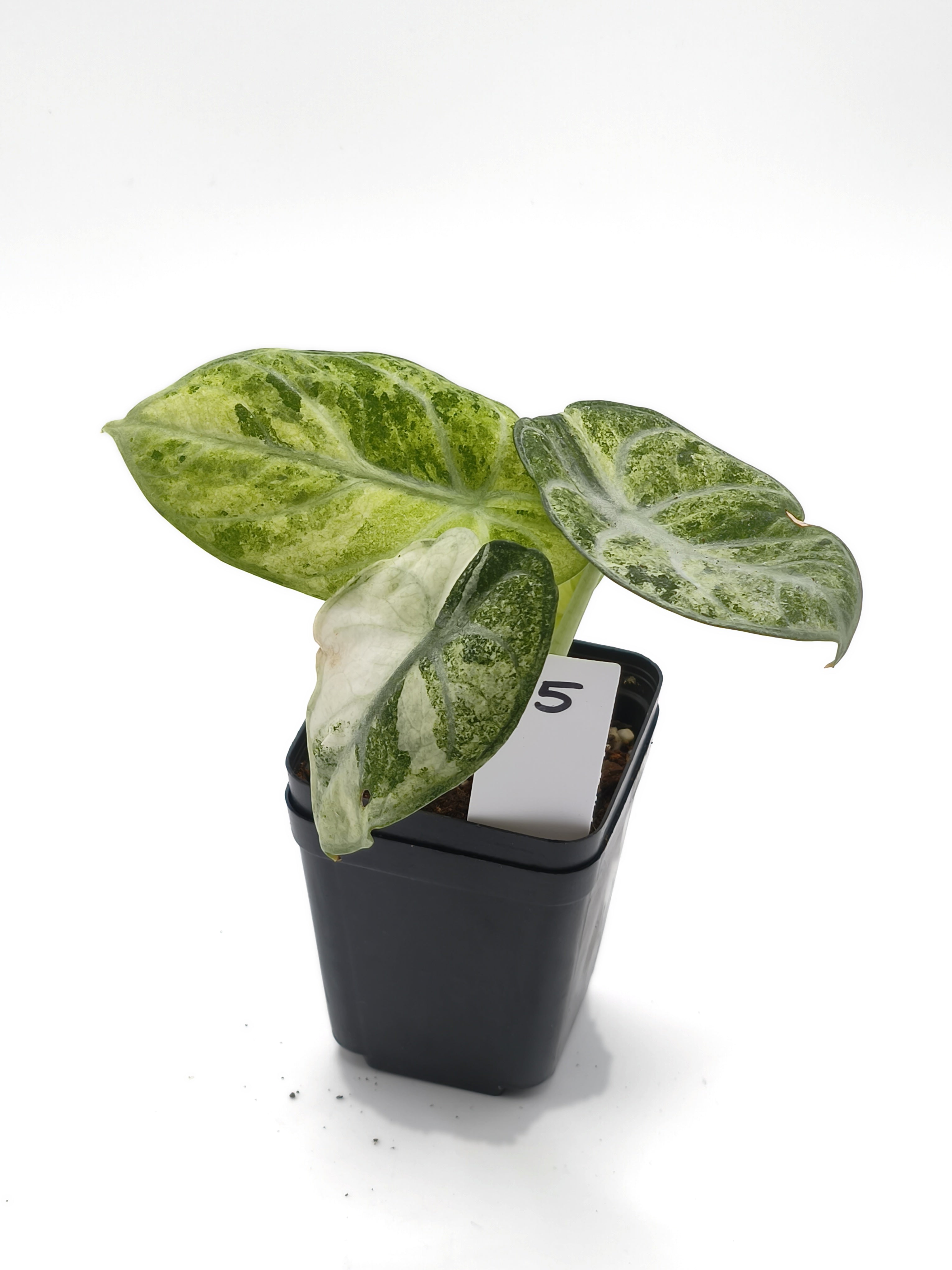 Alocasia Ninja Mint Variegata