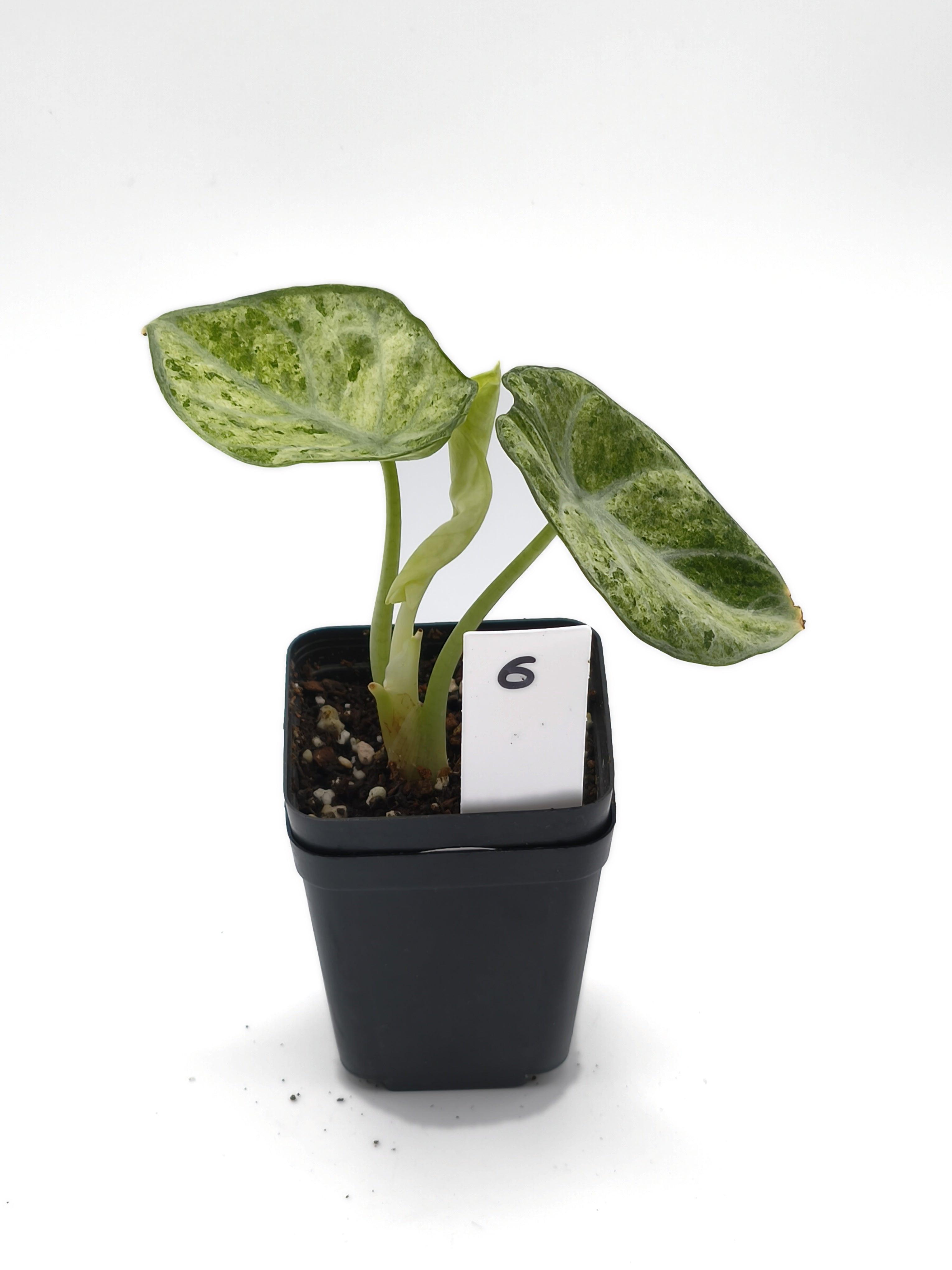 Alocasia Ninja Mint Variegata