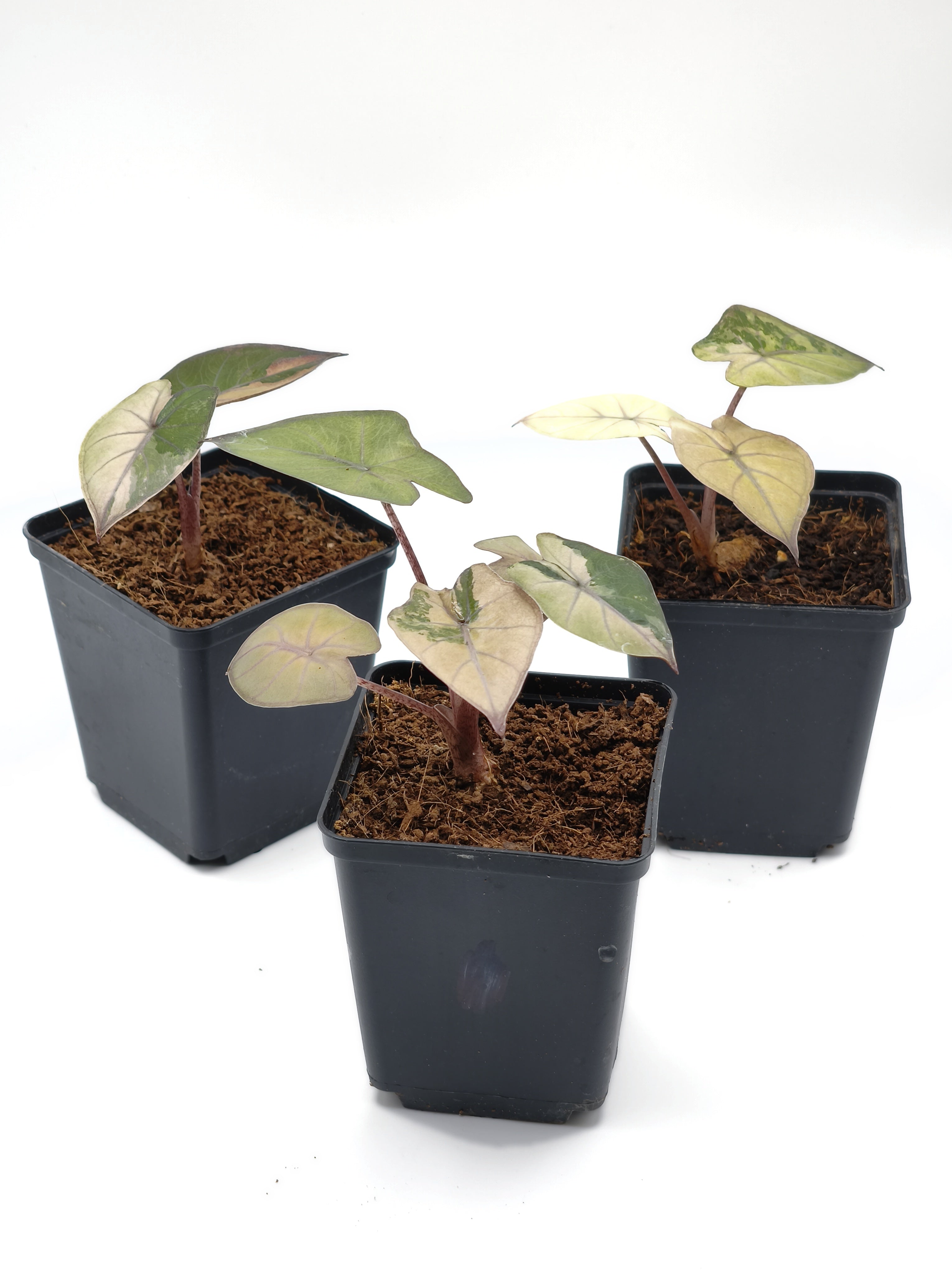 Alocasia Yucatan Pink Princess Albo