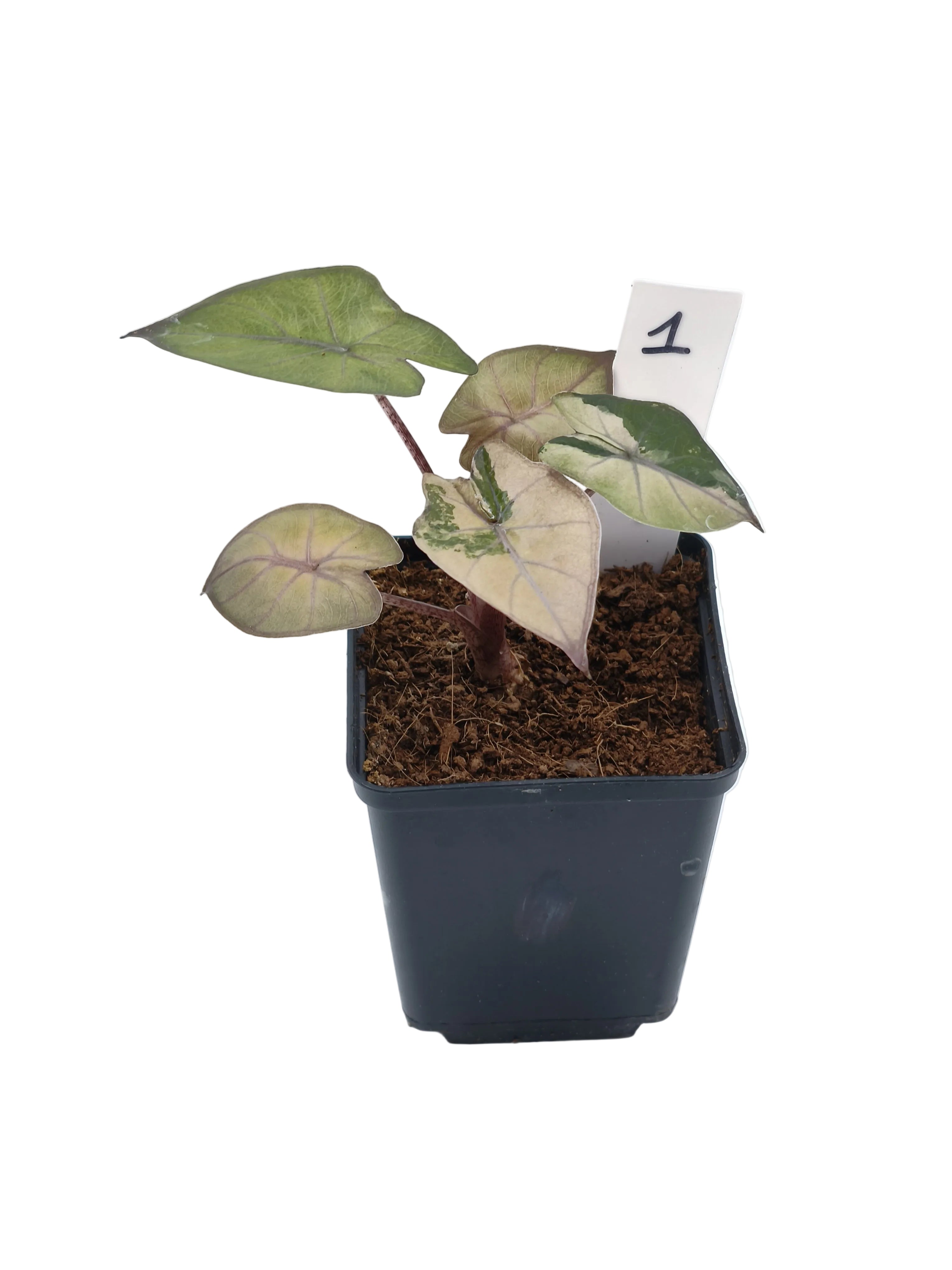 Alocasia Yucatan Pink Princess Albo
